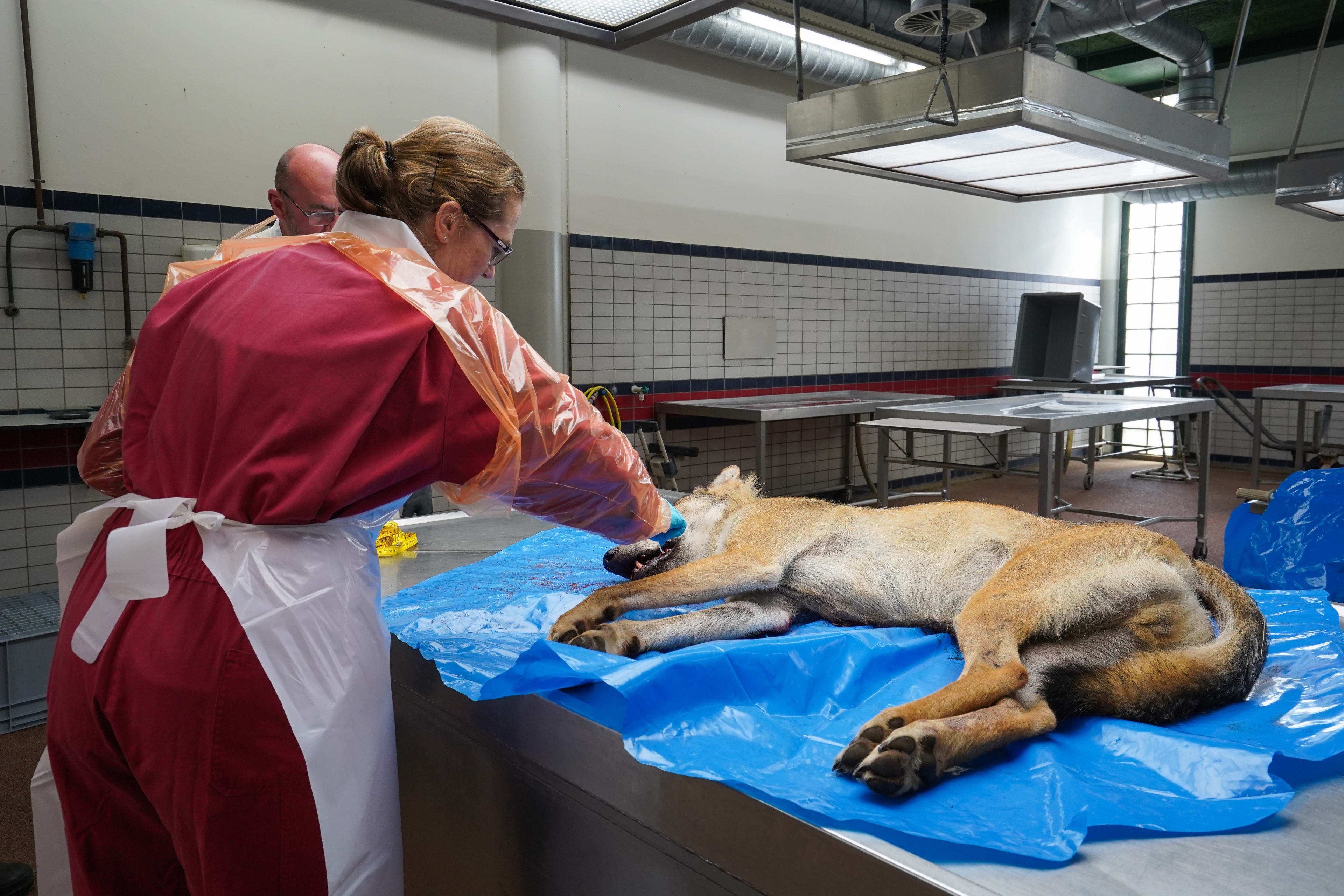 Doodgeschoten wolf in Drenthe was een jong mannetje