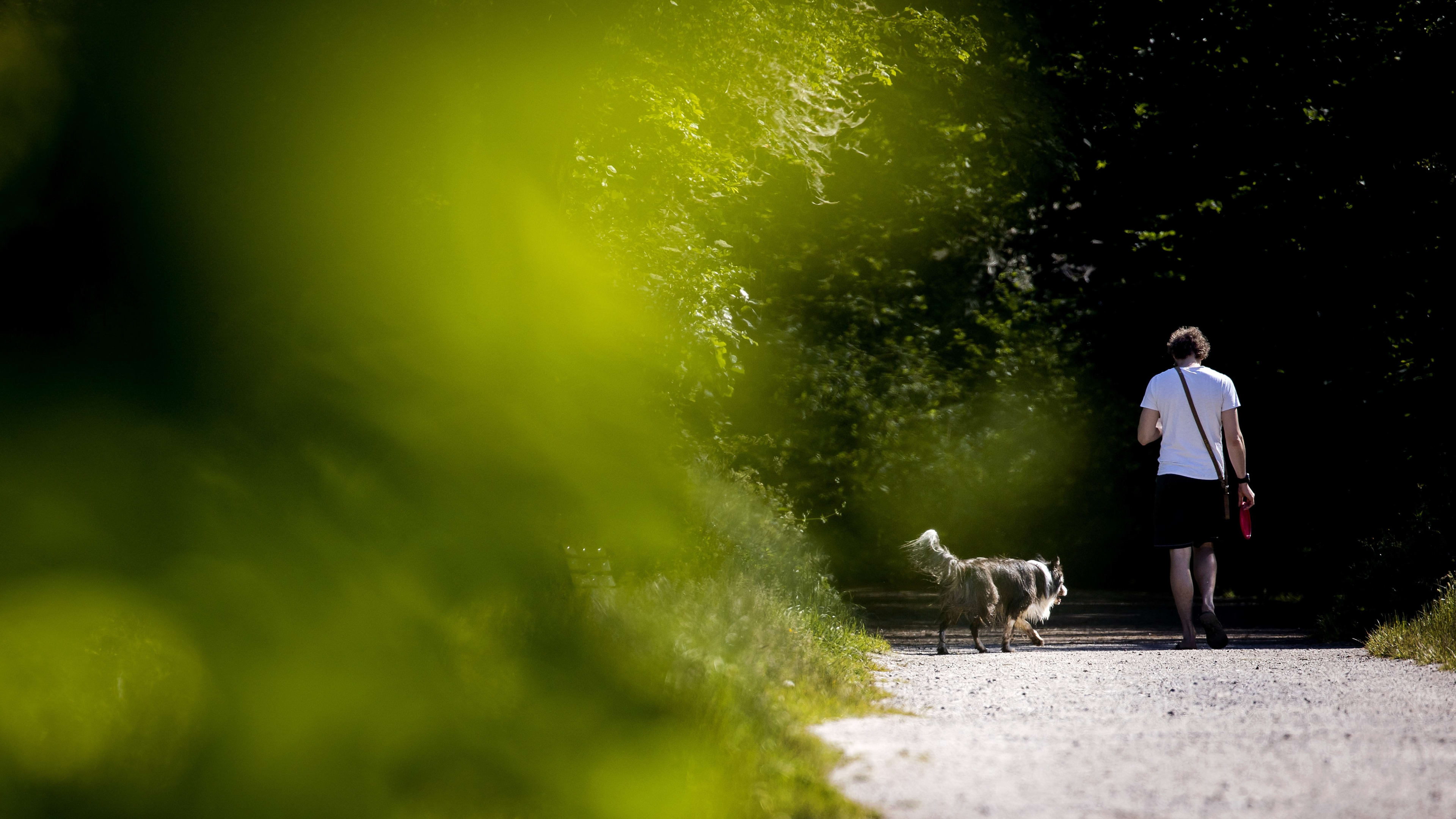 Hond raakt buiten bewustzijn na eten menselijke poep in park