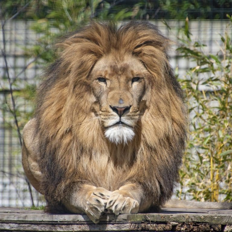 Gedumpte leeuw Remy krijgt nieuw thuis in Zuid-Afrika