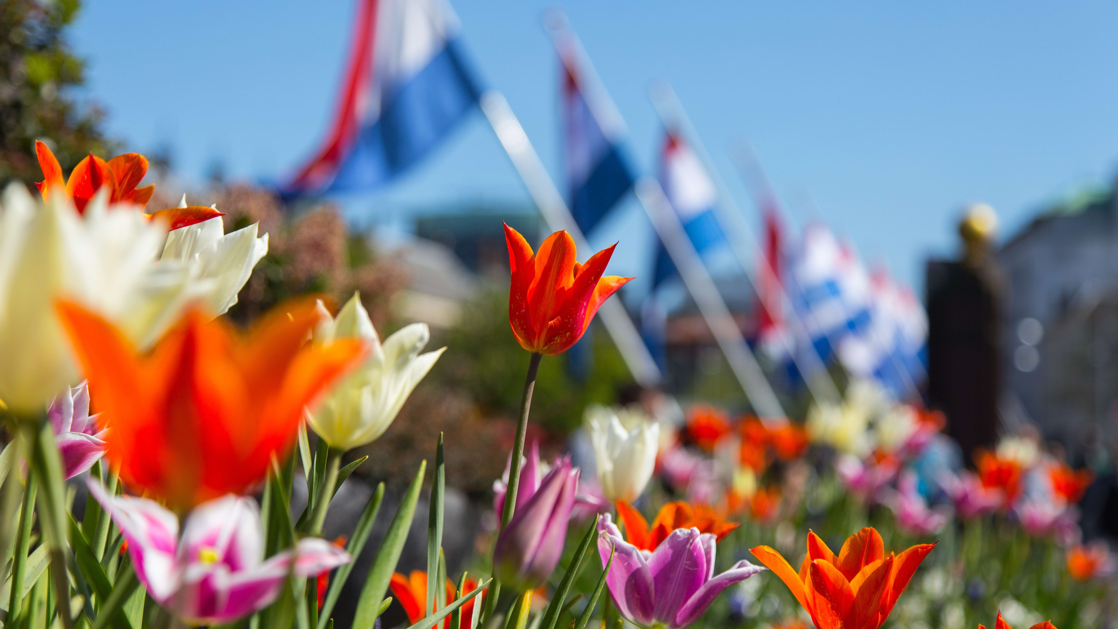 Bevrijdingsdag kent twee gezichten: noordoosten druilerig en zuiden droog en zonnig