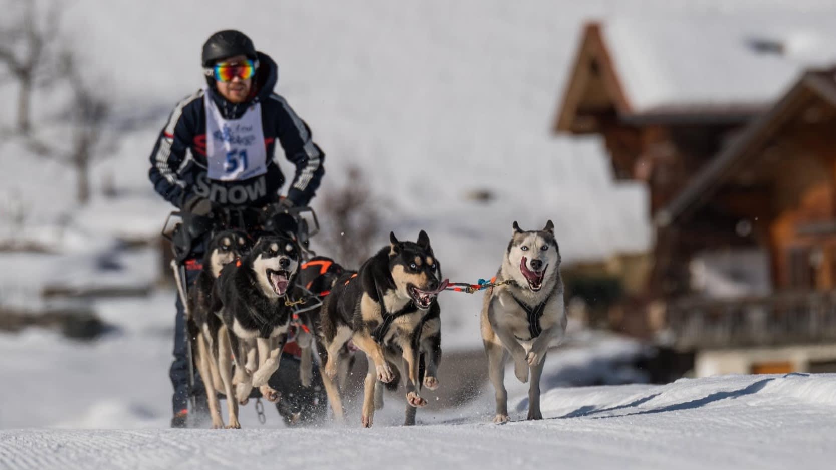 Husky's van Gerrit bijten dwergpoedel Wolfje dood: 'Doet mij ook zeer'