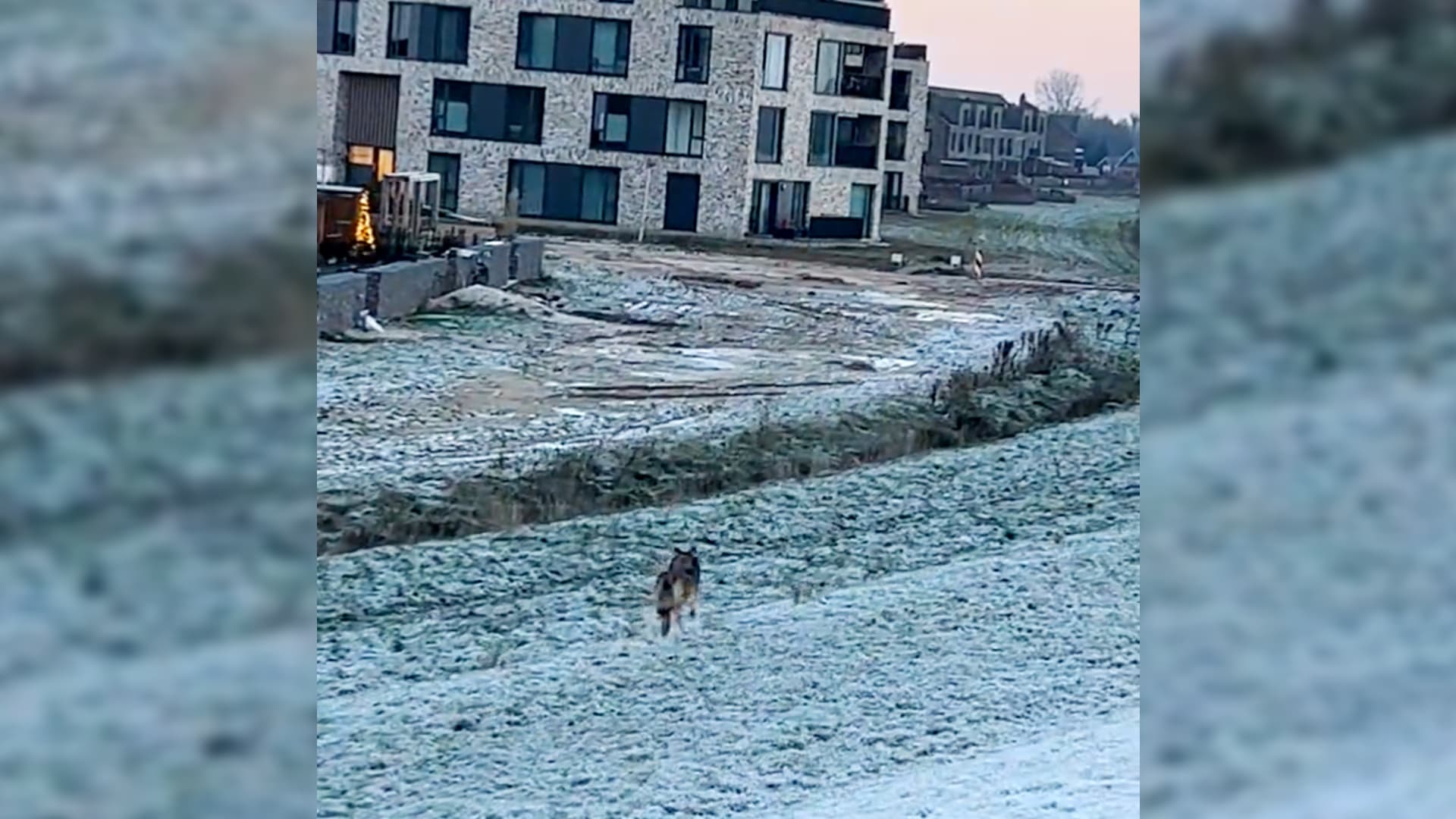 ZIEN: Wolf dwaalt door nieuwbouwwijk in Nijmegen: 'Echt het vetste ooit dit'