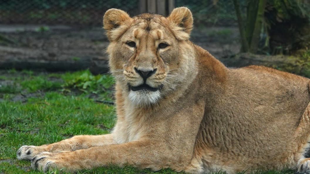 Blijdorp laat leeuwin Mette (4) inslapen wegens hersenaandoening