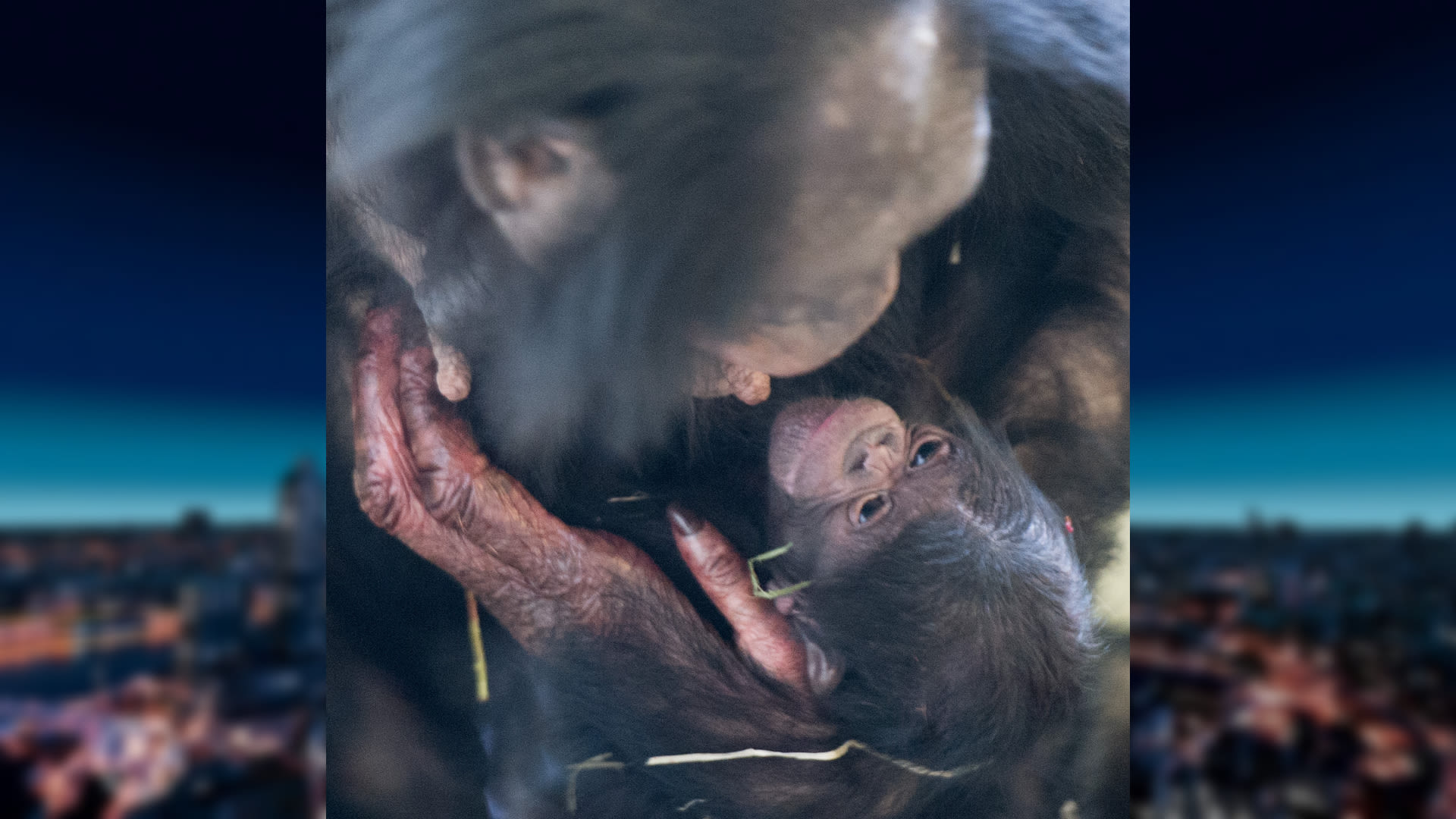 Jubileumjaar in de Apenheul begint goed: bonobo-baby geboren