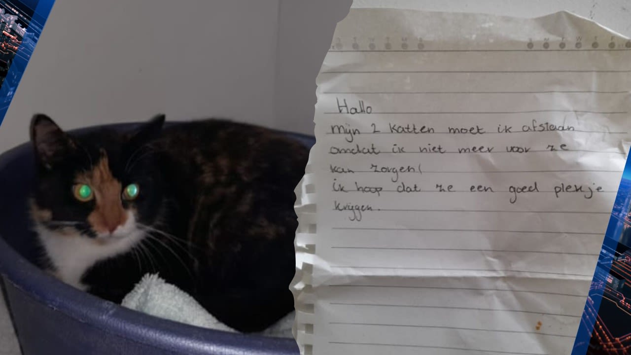 Twee katjes achtergelaten met briefje, dierenambulance start inzameling