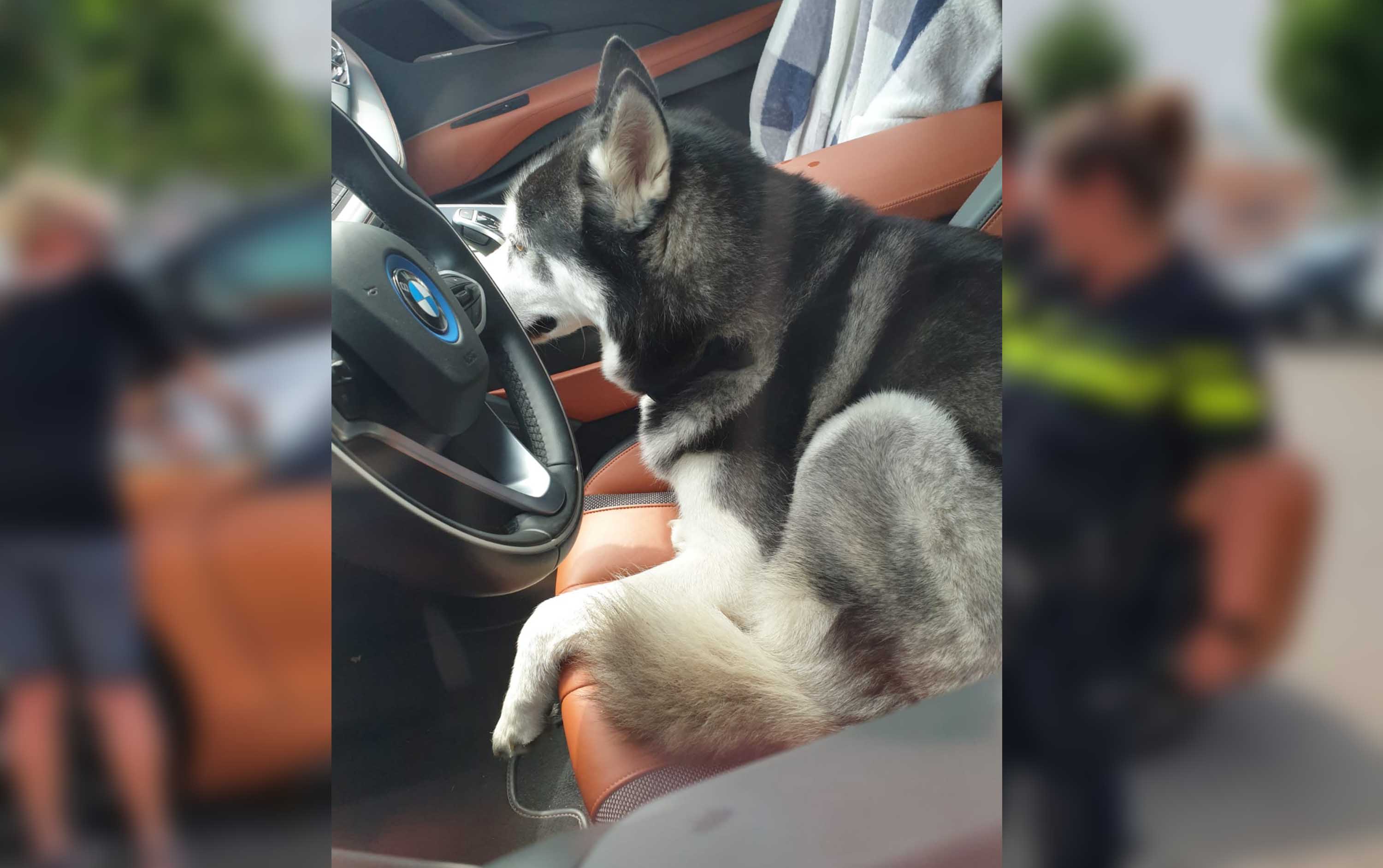 Husky bevrijd uit bloedhete sportwagen in Groningen: ‘Stevig gesprek met eigenaar’