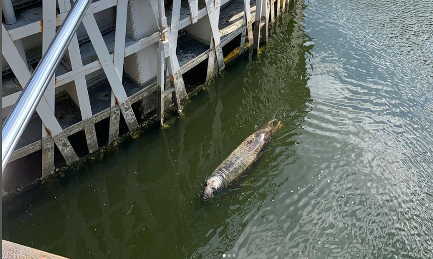 Sluisdeuren in Veere speciaal geopend voor zeehond