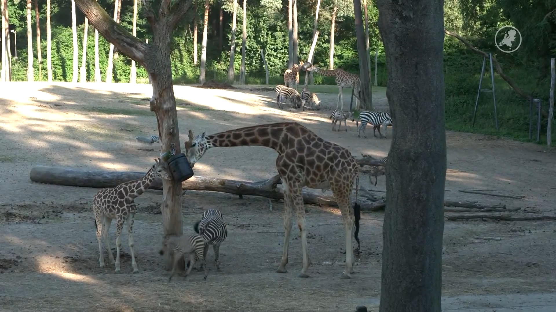 Zo trotseren de dieren in Burgers' Zoo de hitte