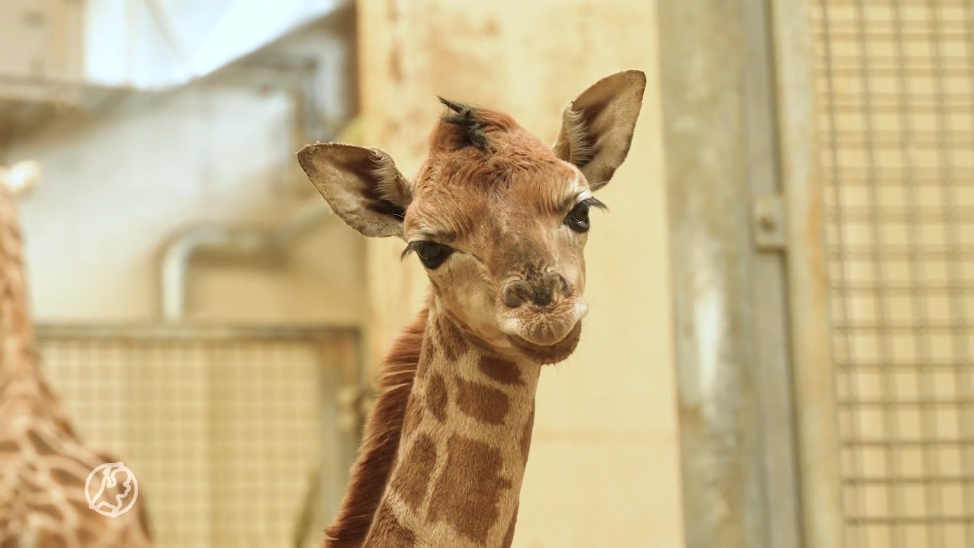 ZIEN: Verzorgers Burger' Zoo verrast door geboorte zeldzame giraffe