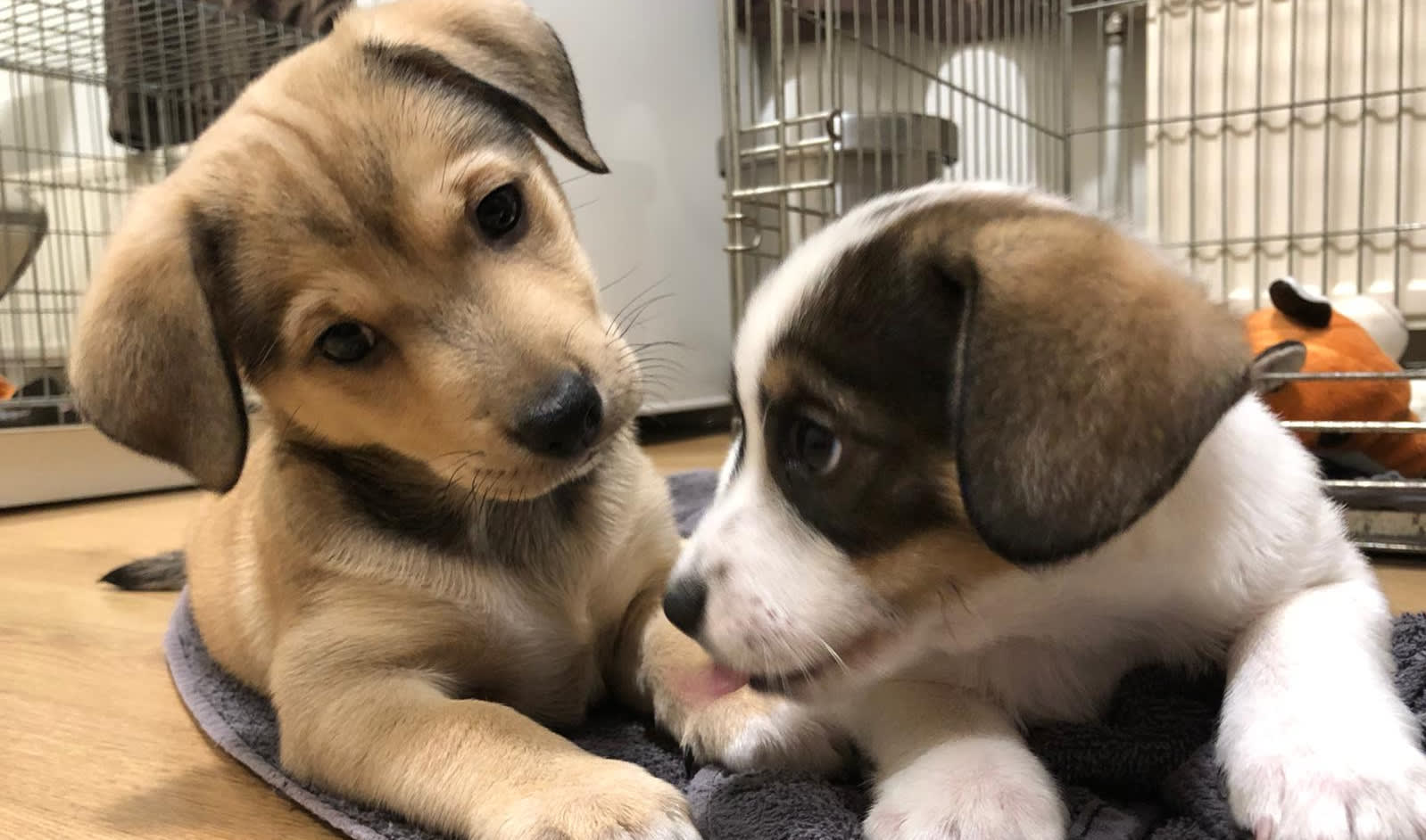 Gedumpte puppy's Louie en Charlie zoeken nieuw huisje