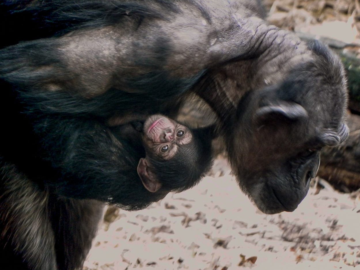 Babyboom of toeval? Opnieuw een chimpansee geboren in Nederlands dierenpark