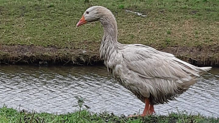 Dierenbeul mishandelt gans, maar wordt op heterdaad betrapt