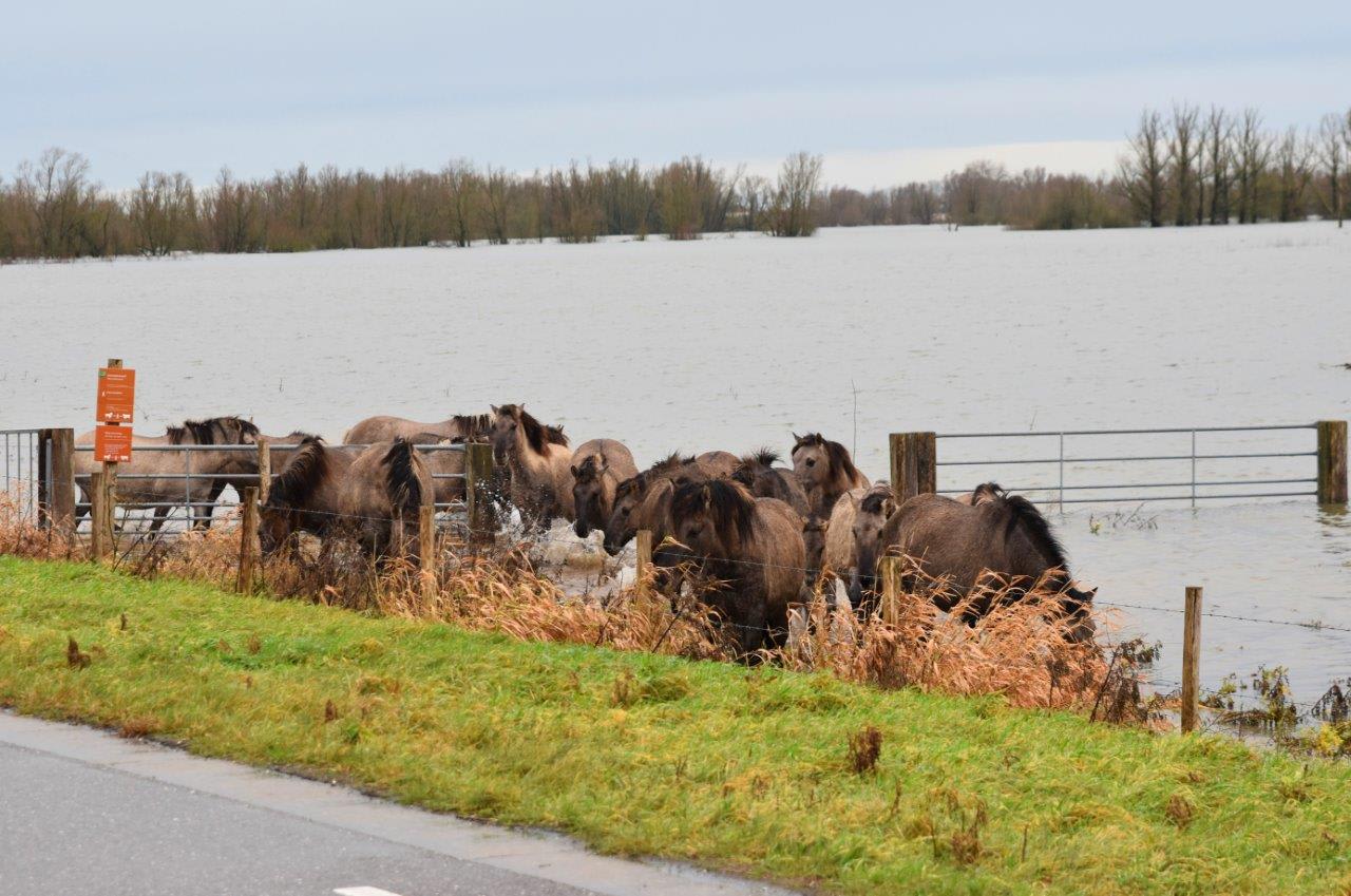 Ruim 100 paarden en runderen verplaatst om hoog water bij Poederoijen