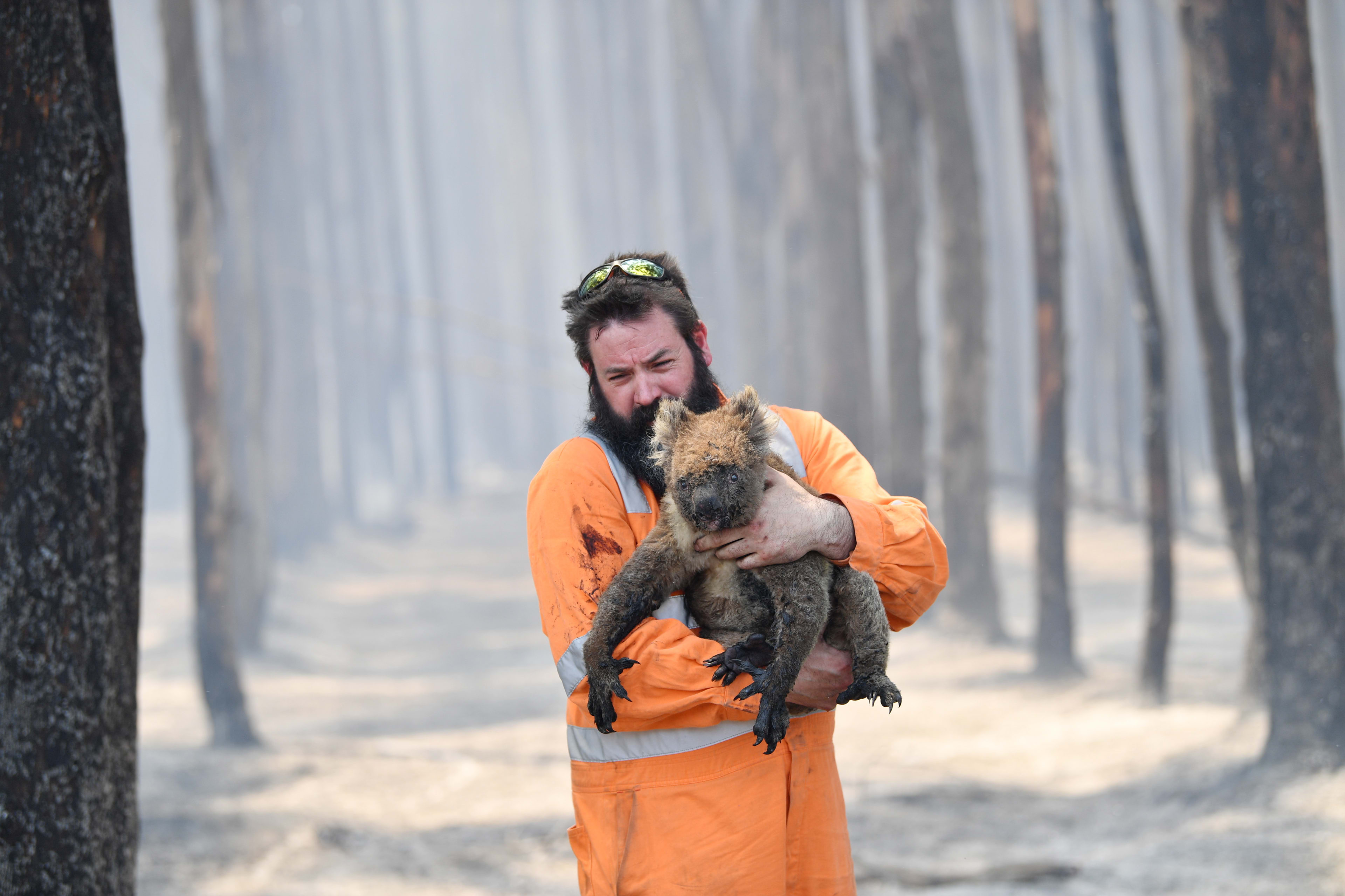 Kinderen halen bijna 250.000 euro op voor koala's in Australië