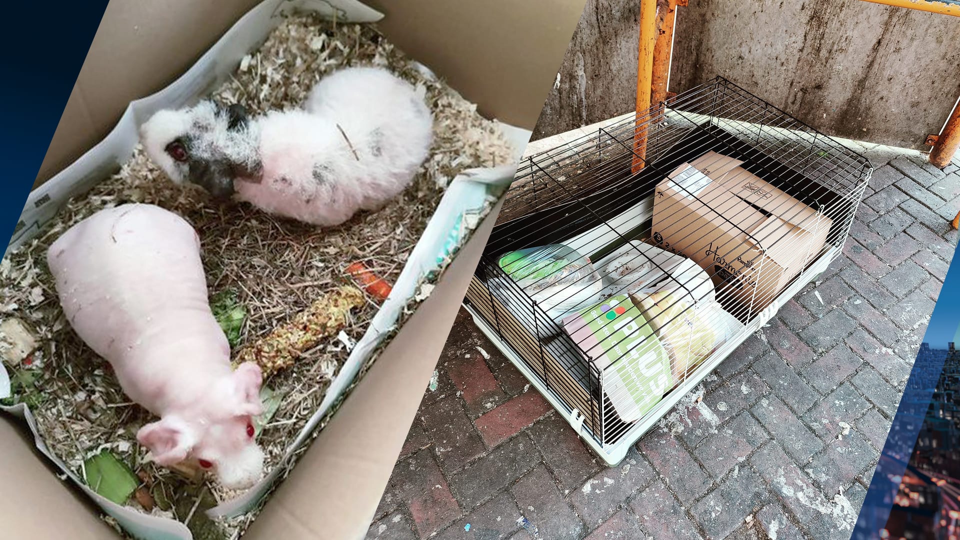 Twee cavia's gedumpt bij grofvuil: 'Hun gepiep heeft ze gered'