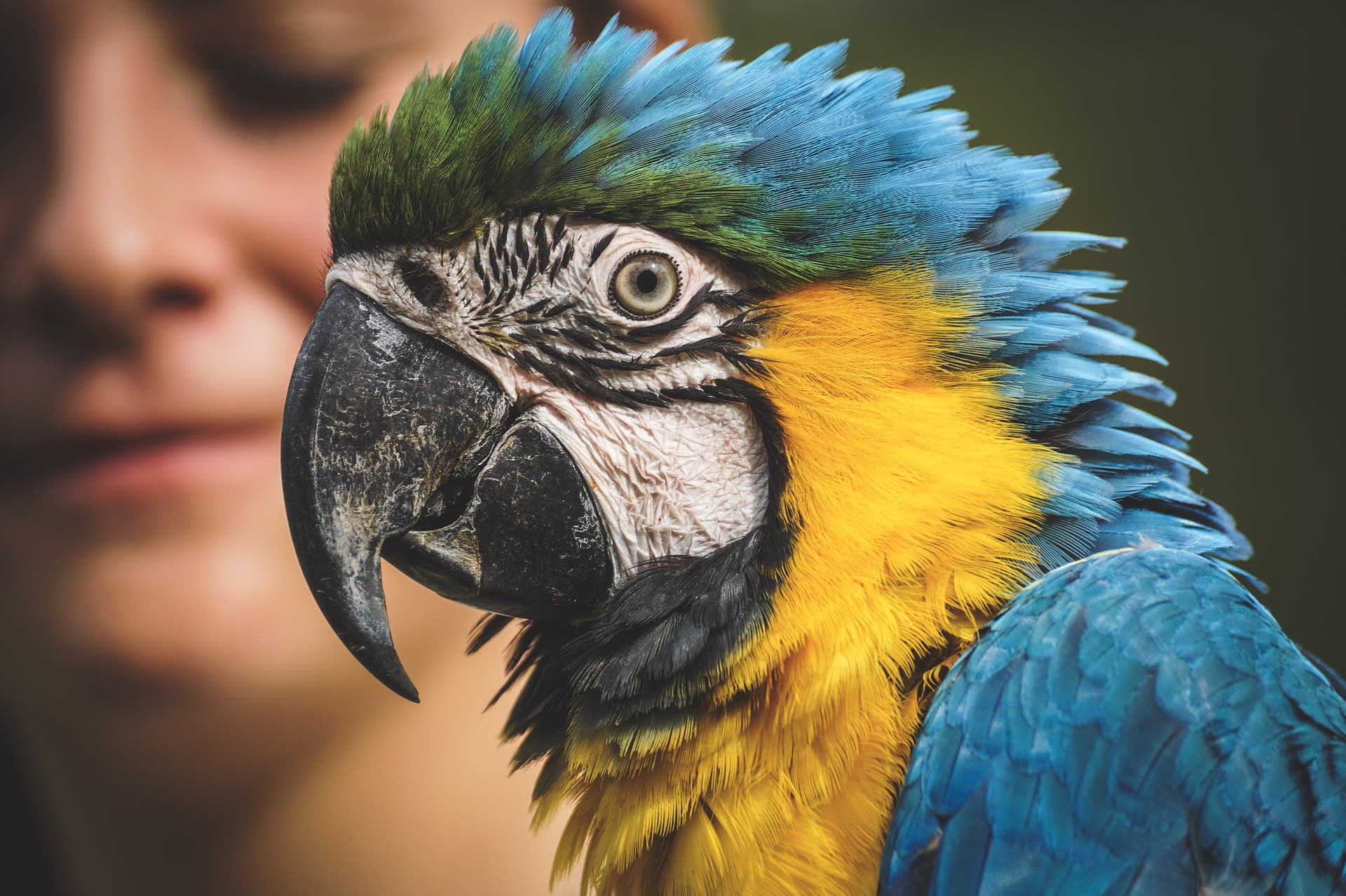 Terminale bewoonster zorgcentrum mag tóch papegaai houden