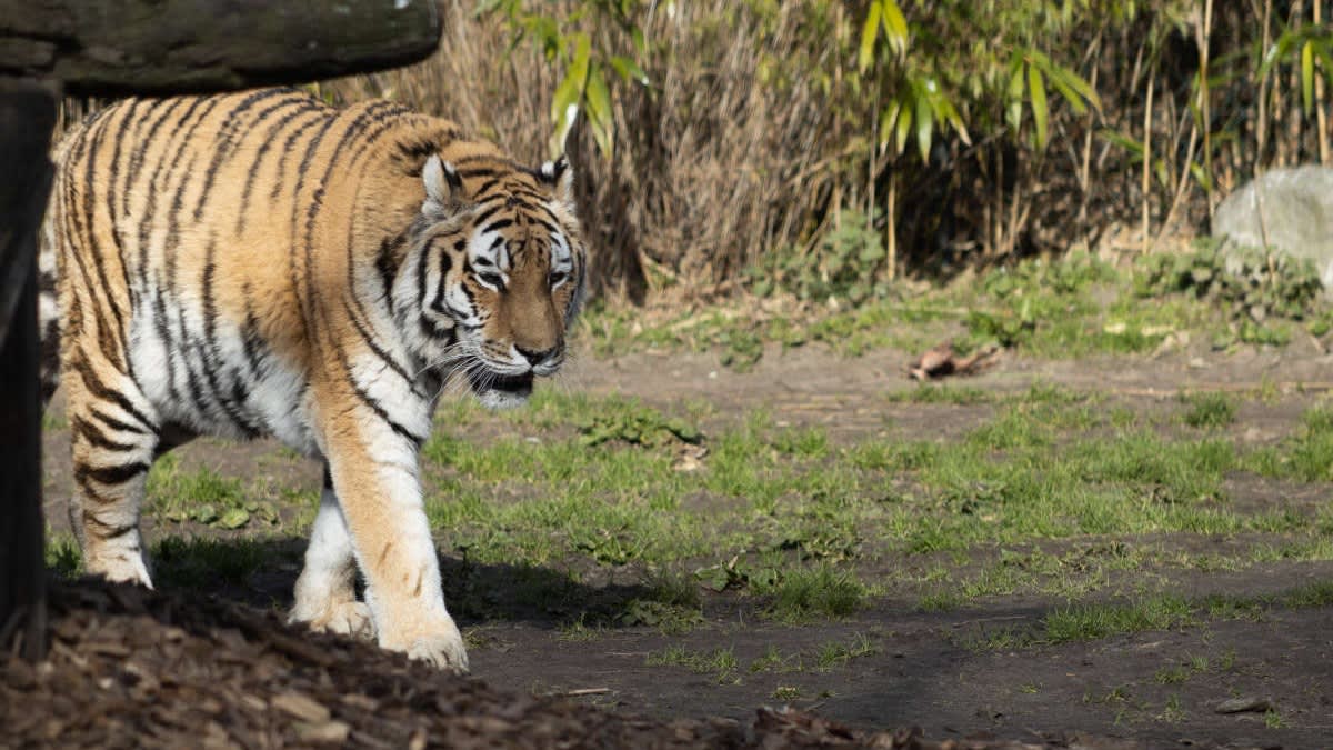 Droevig nieuws uit Dierenrijk: tijger Laila overleden