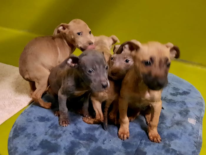 Puppy's gered uit smerige bijkeuken: 'Renden door eigen uitwerpselen'