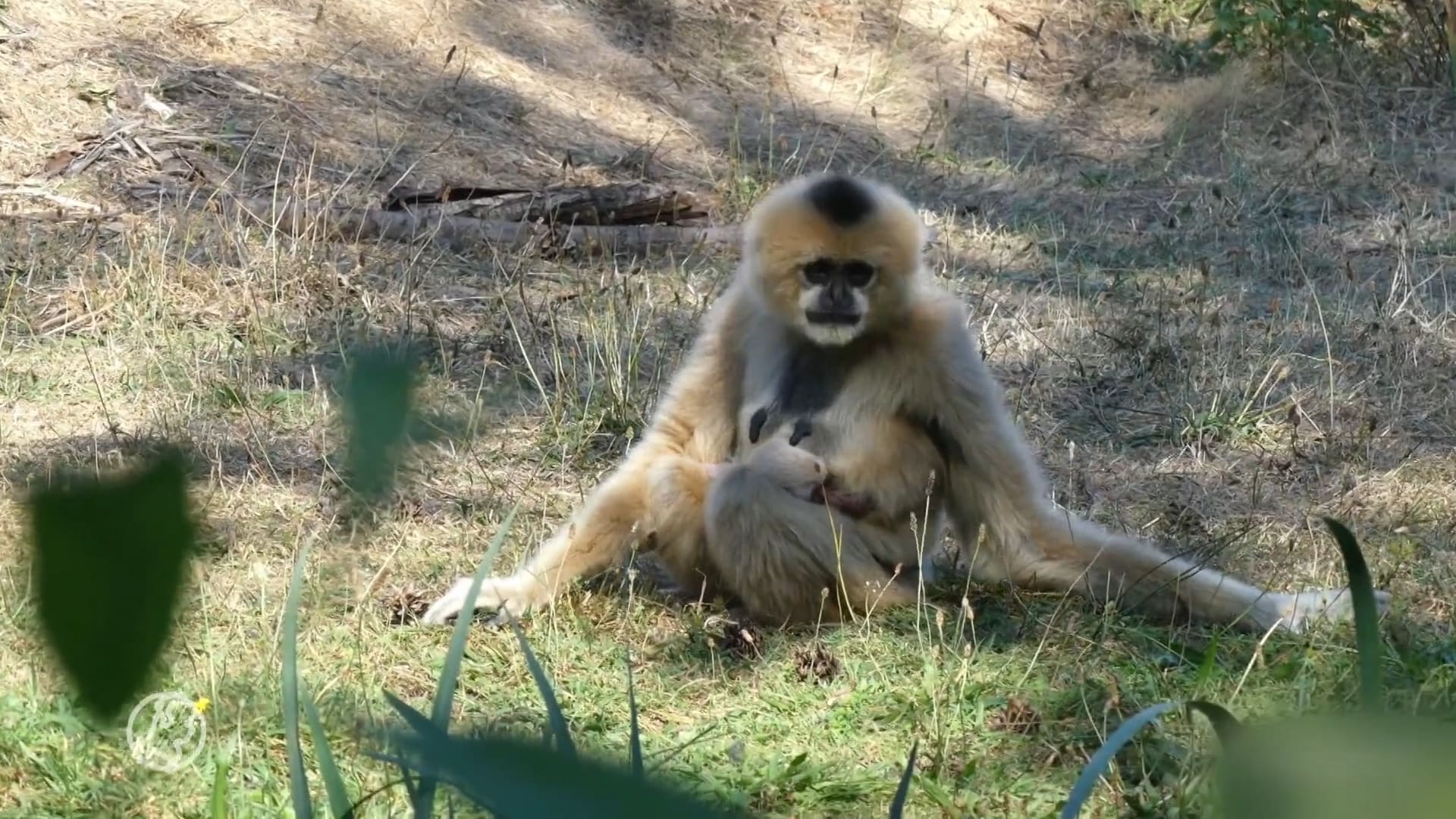 VIDEO: Witwanggibbon geboren in Dierenrijk, klein succesje voor ernstig bedreigde diersoort