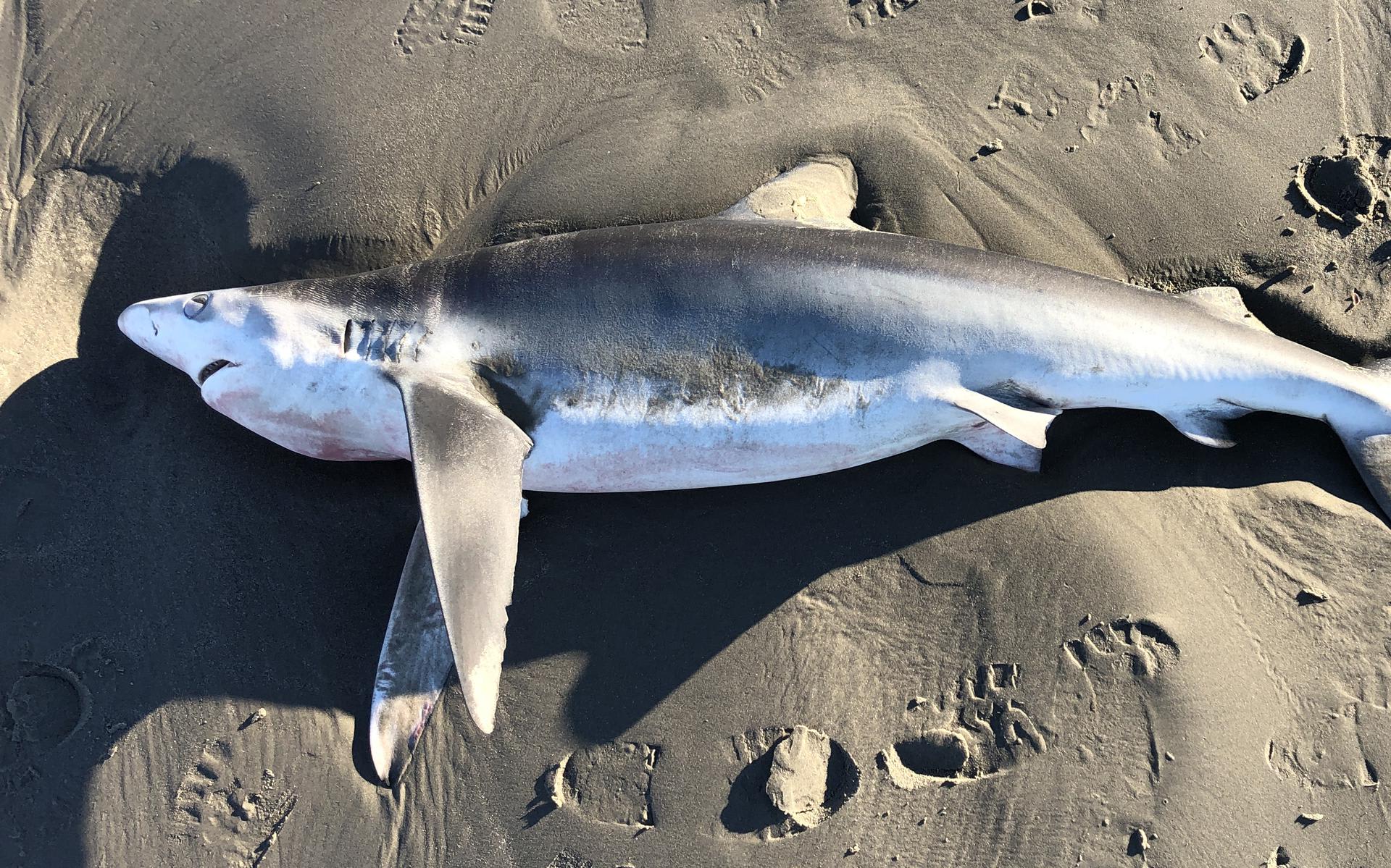 Foppe vindt 'Jaws' op strand Schiermonnikoog: 'Met de bek open, net als in de film'