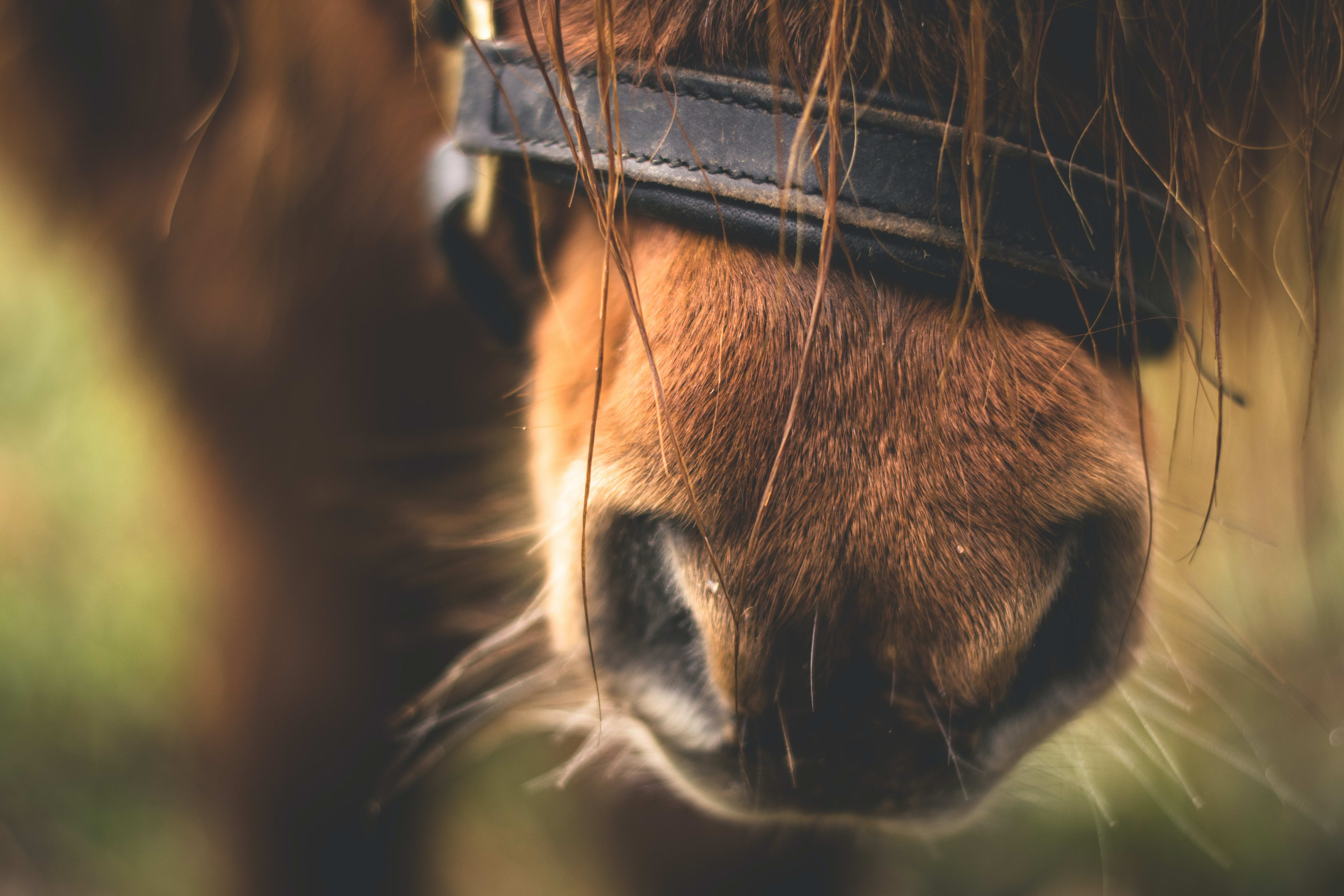 Nachtmerrie voor amazone in Eemnes: paard schrikt van vuurwerk en sterft aan gevolgen