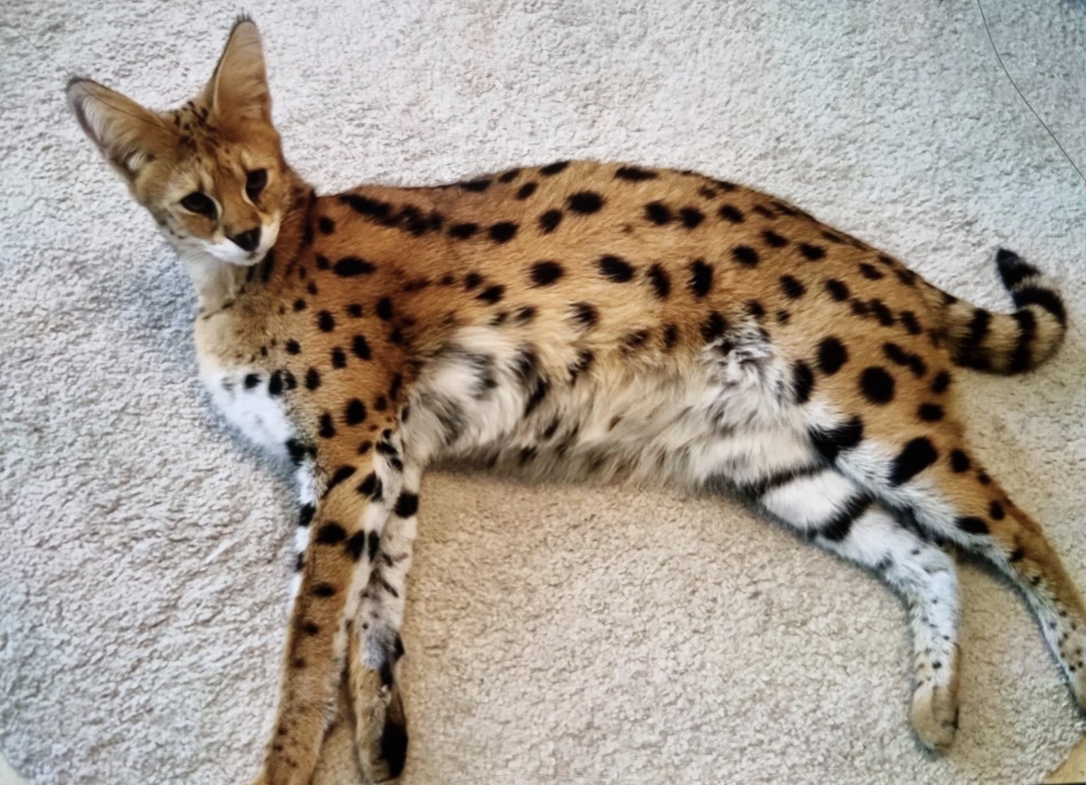 Serval ontsnapt uit woning in Amsterdam: 'Kan agressief reageren'