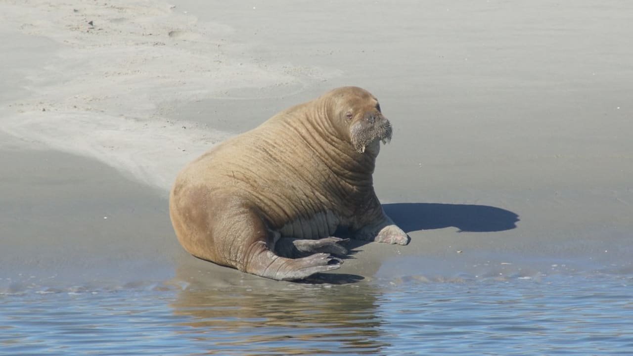 Uniek: vrouwelijke walrus gespot op zandplaat bij Schiermonnikoog