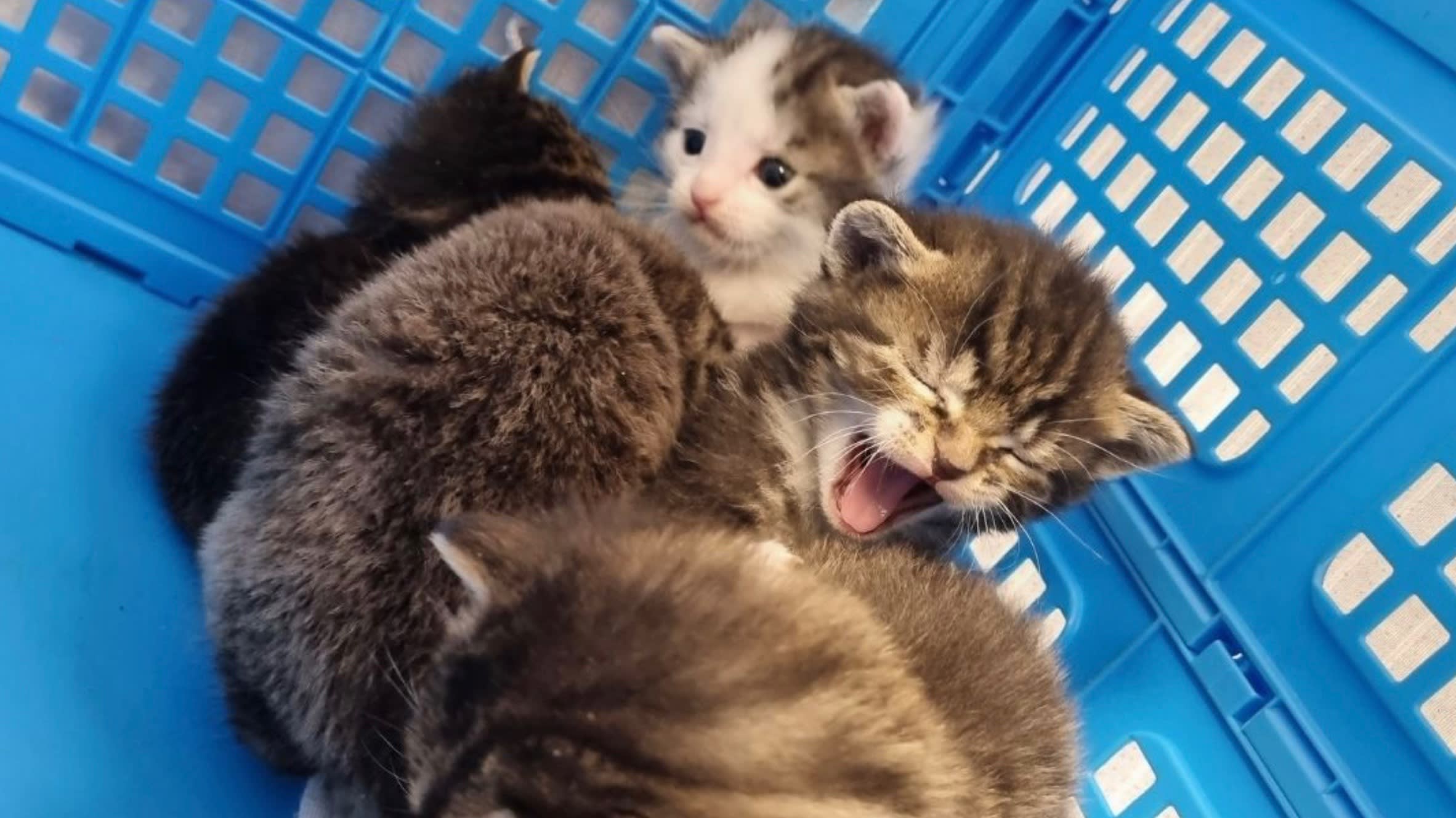 Vijf kittens in krat gedumpt in vrieskou op straat