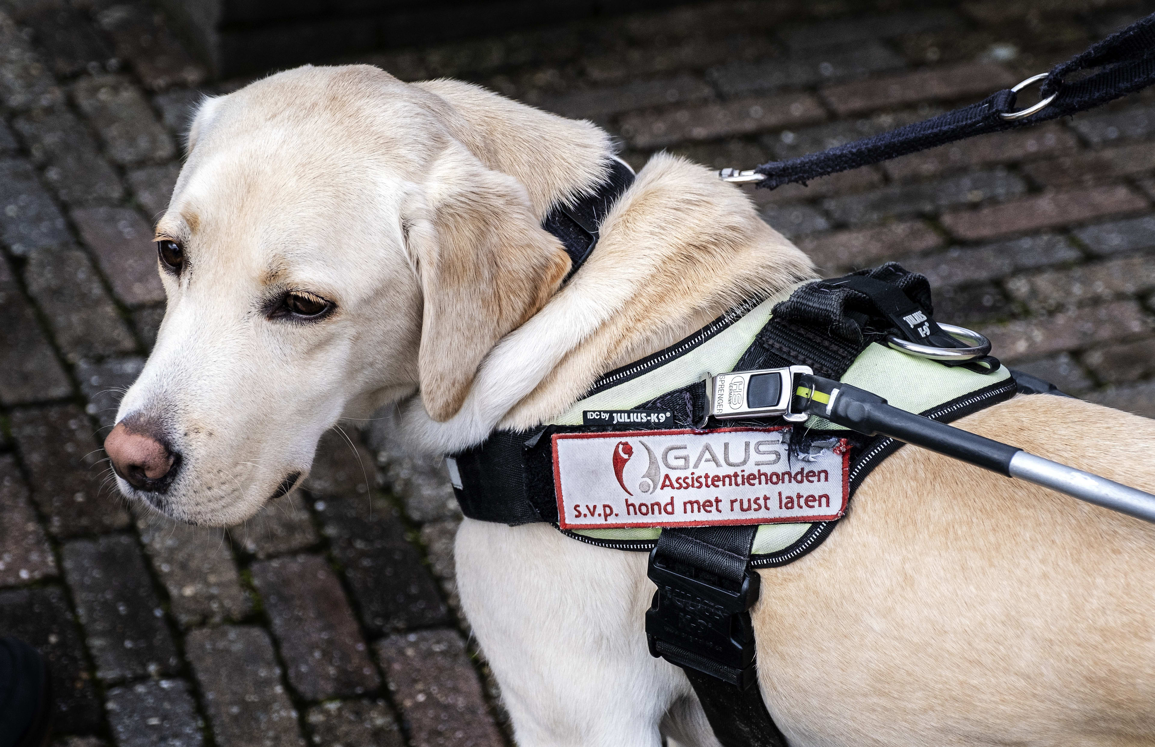 Slechtziende vrouw raakt hulphond kwijt, dierenambulance herenigt ze weer: 'Ontzettend blij'