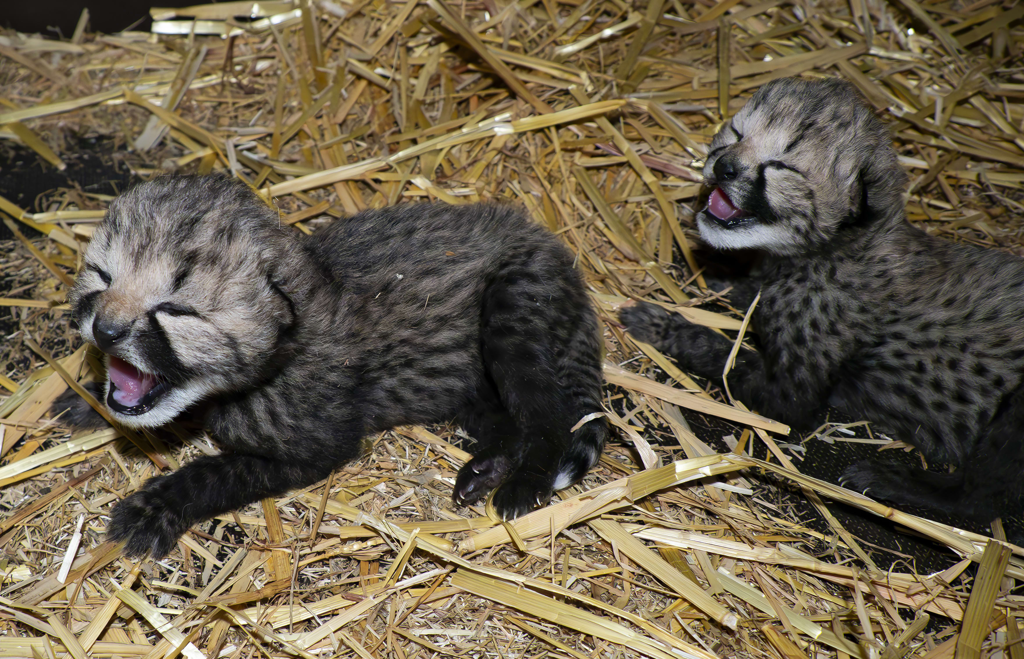 ZIEN: Twee superschattige cheetawelpjes geboren in Beekse Bergen