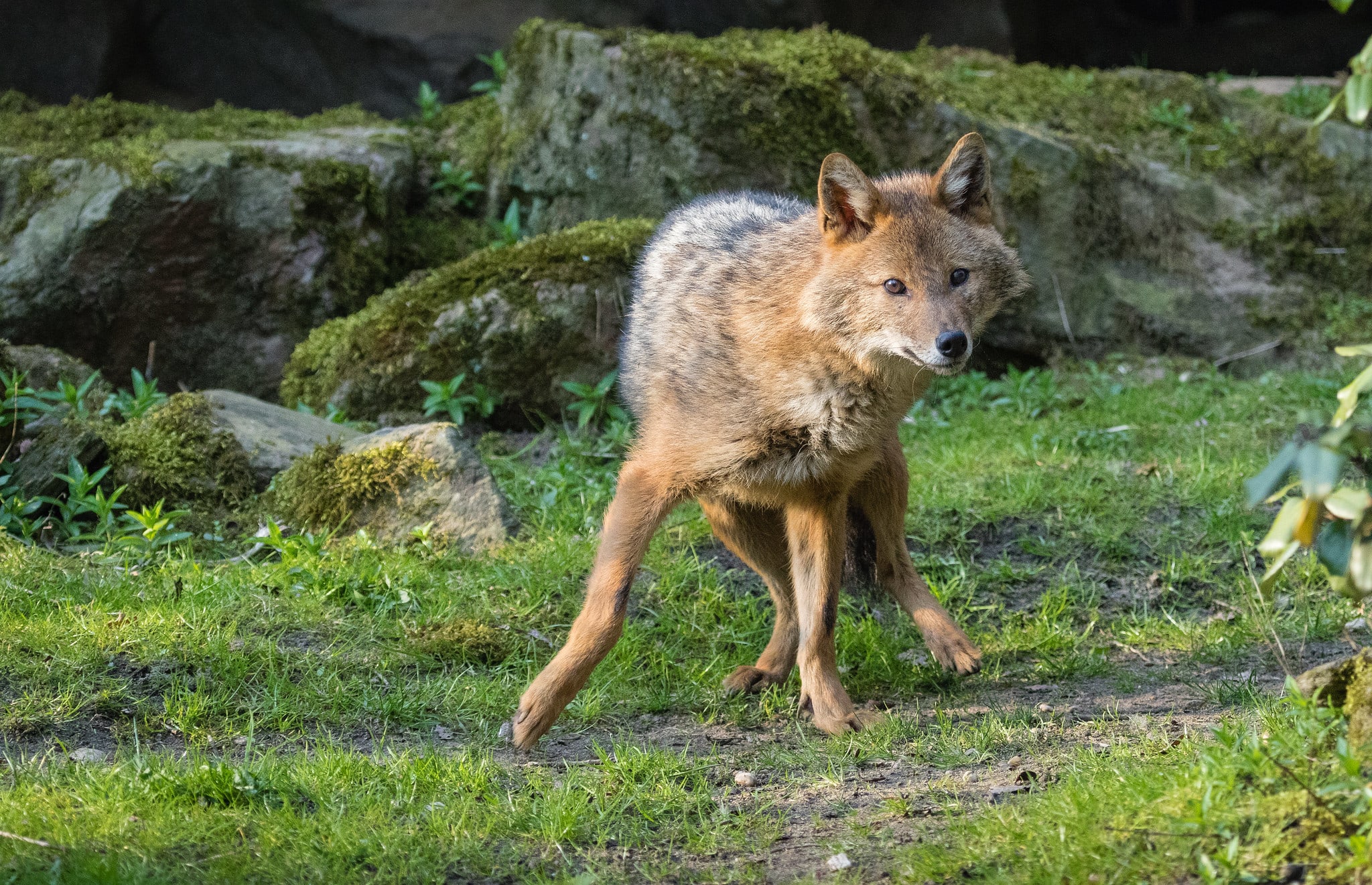 Geen wolf maar goudjakhals beet schaap dood in Overijssel, eerste keer dat dier in provincie is