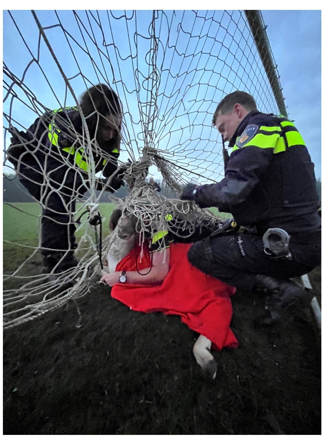 Hertjes vast in doelnet van lokale voetbalclub, politie moet ze bevrijden