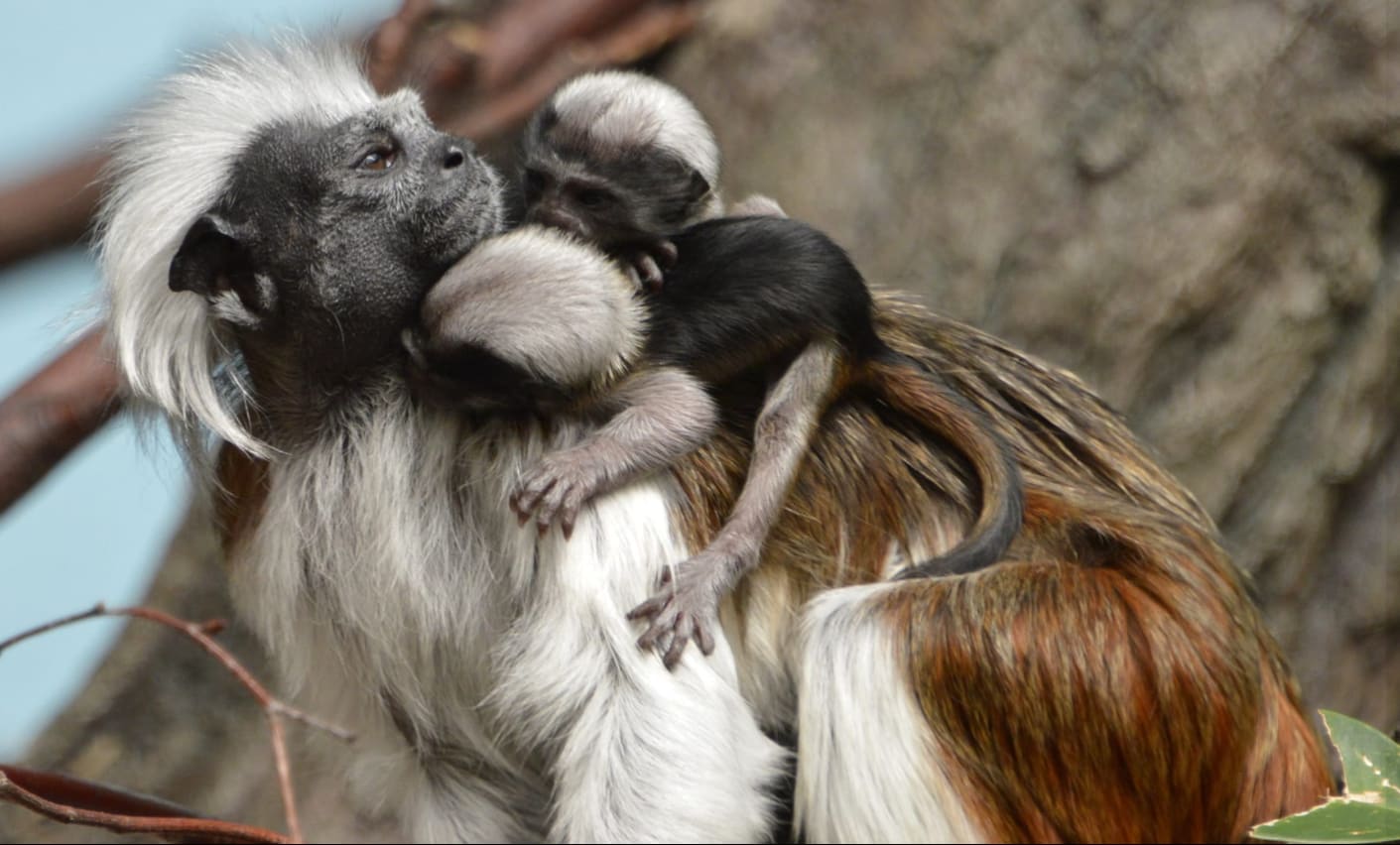 Schattig: Diergaarde Blijdorp blij verrast met komst piepkleine pinché-aapjes