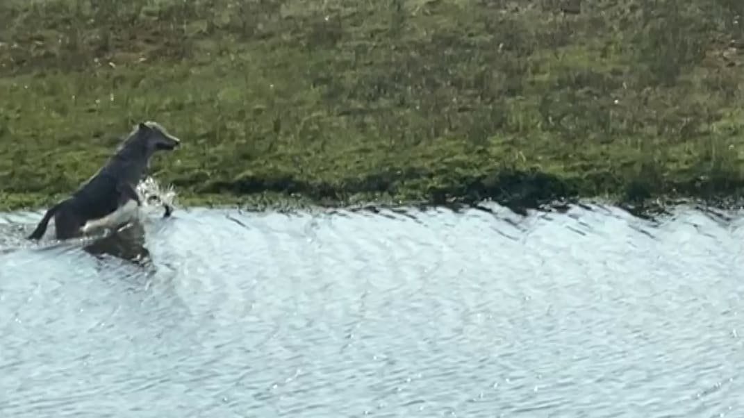 ZIEN: Wolf al spelend in het water gespot bij Almelo, hond jaagt hem weg