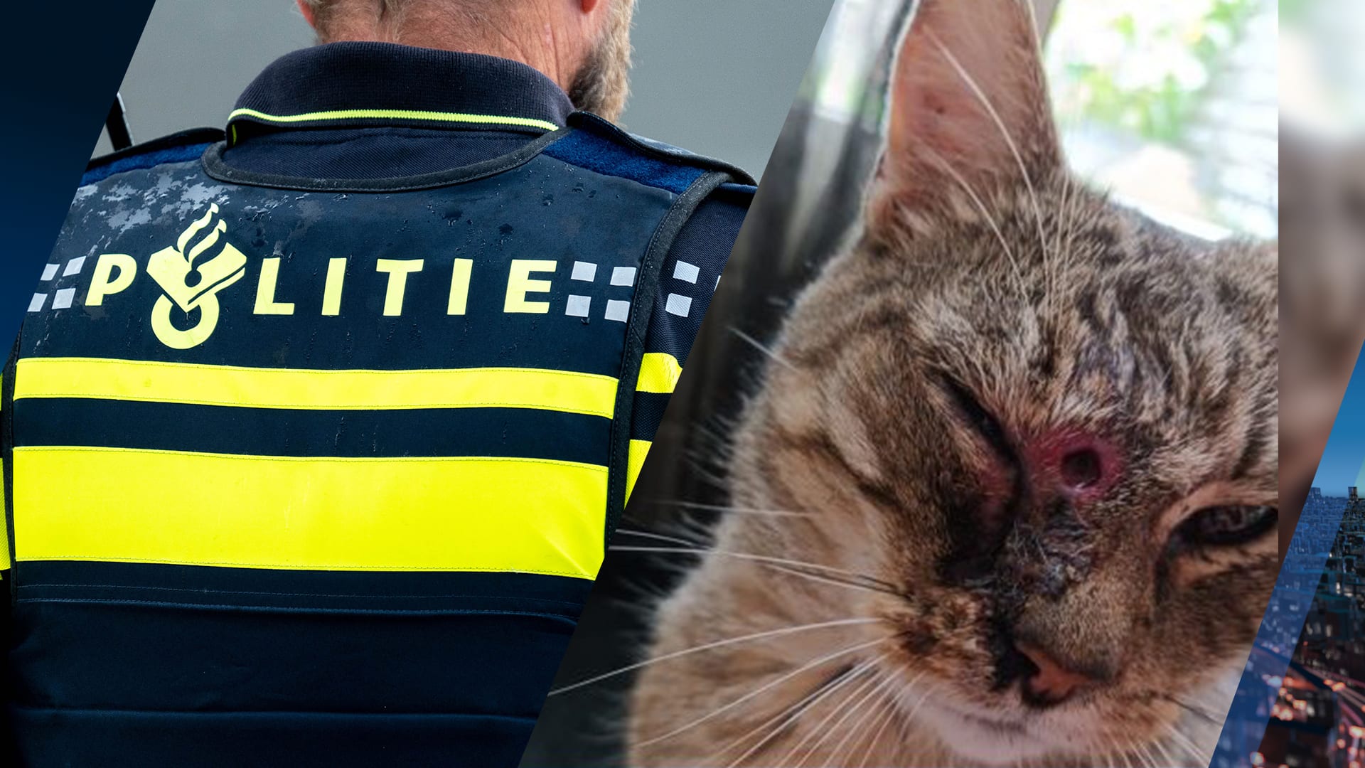 Kat gewond aan kopje na beschieting, politie zoekt getuigen