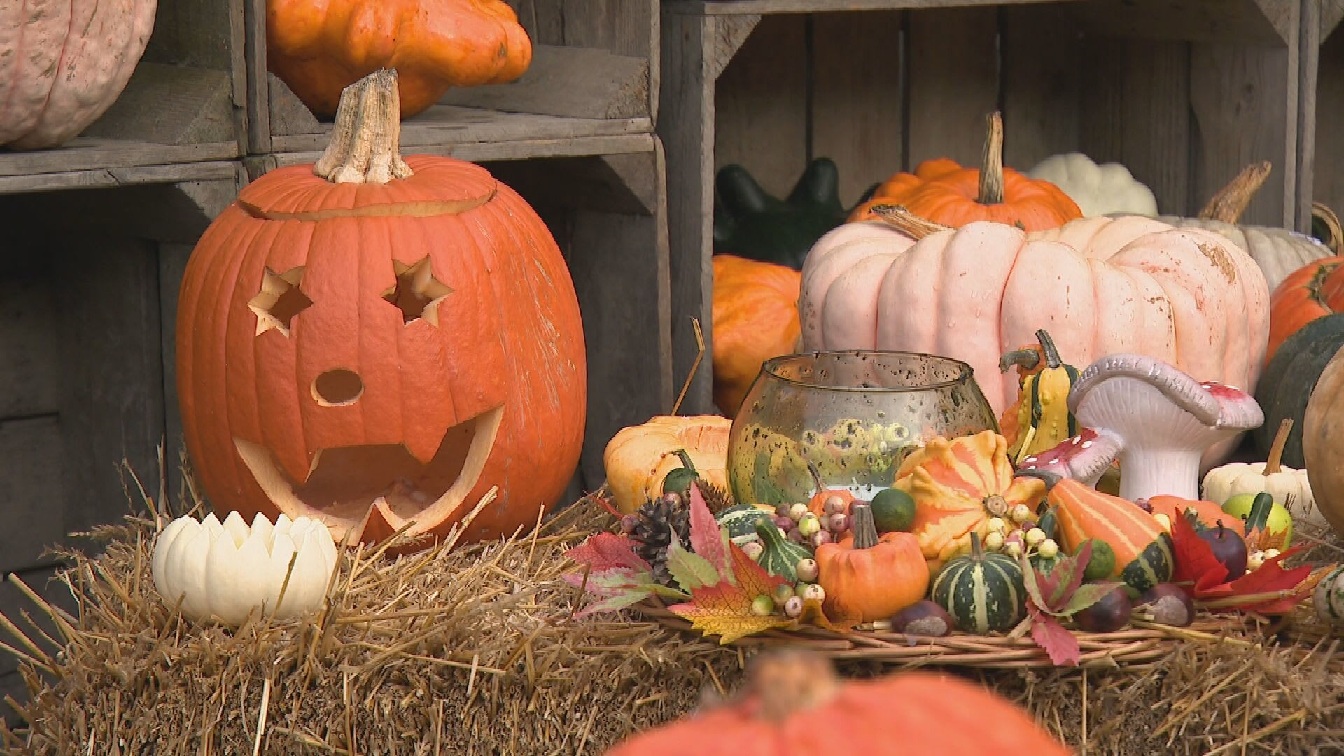 Kijk uit met het eten van Halloween-pompoenen: vergiftiging ligt op de loer