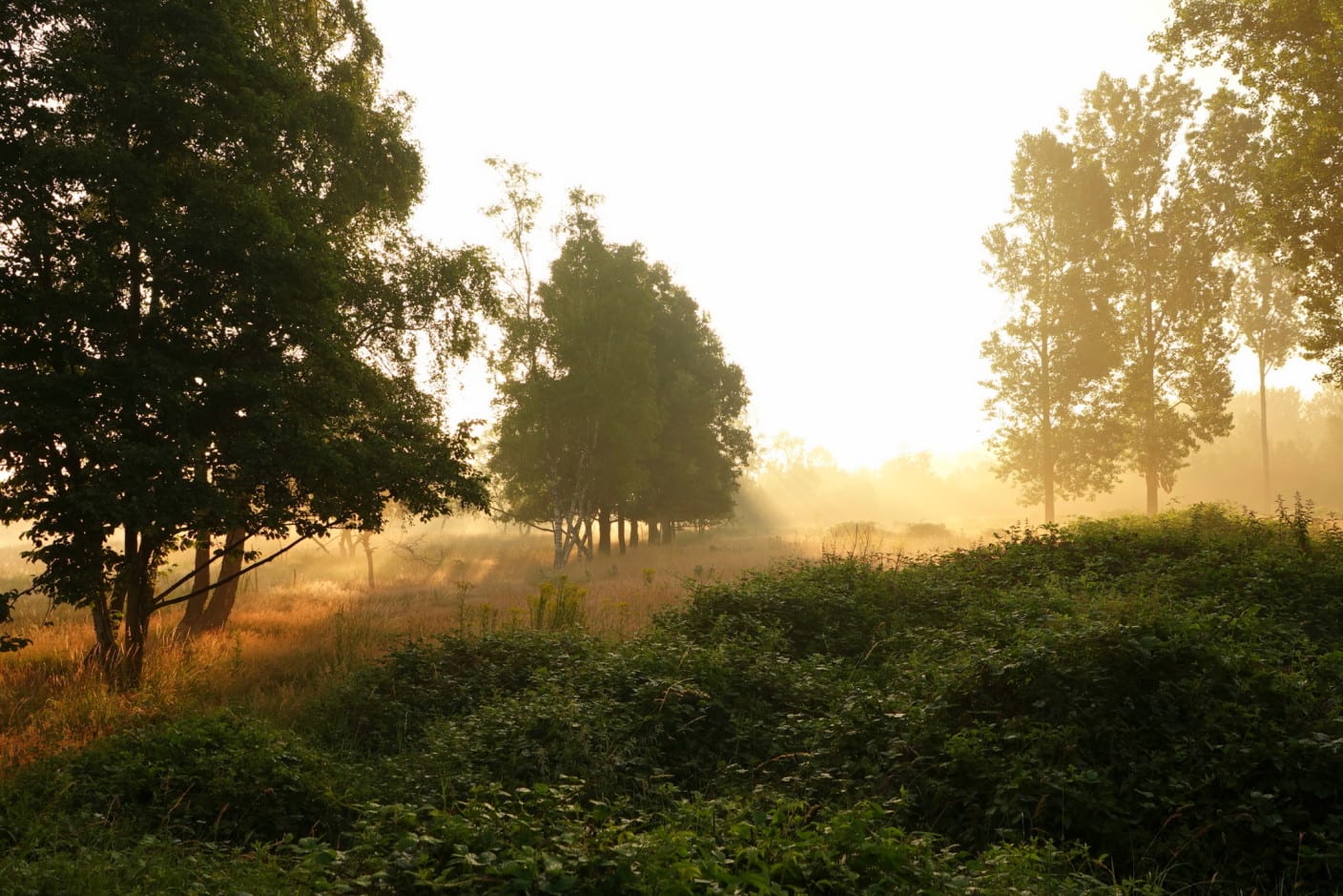 Nog een paar buitjes en dan breekt de (tropische) zomer los