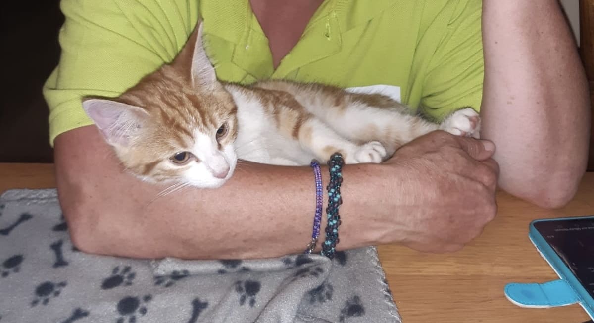 Poes Inaja dagenlang vermist na auto-ongeluk, na intensieve zoektocht eindelijk gevonden