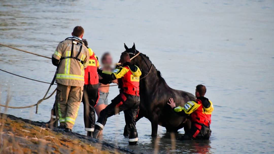 Hulpdiensten redden zwemmend paard uit Westerschelde