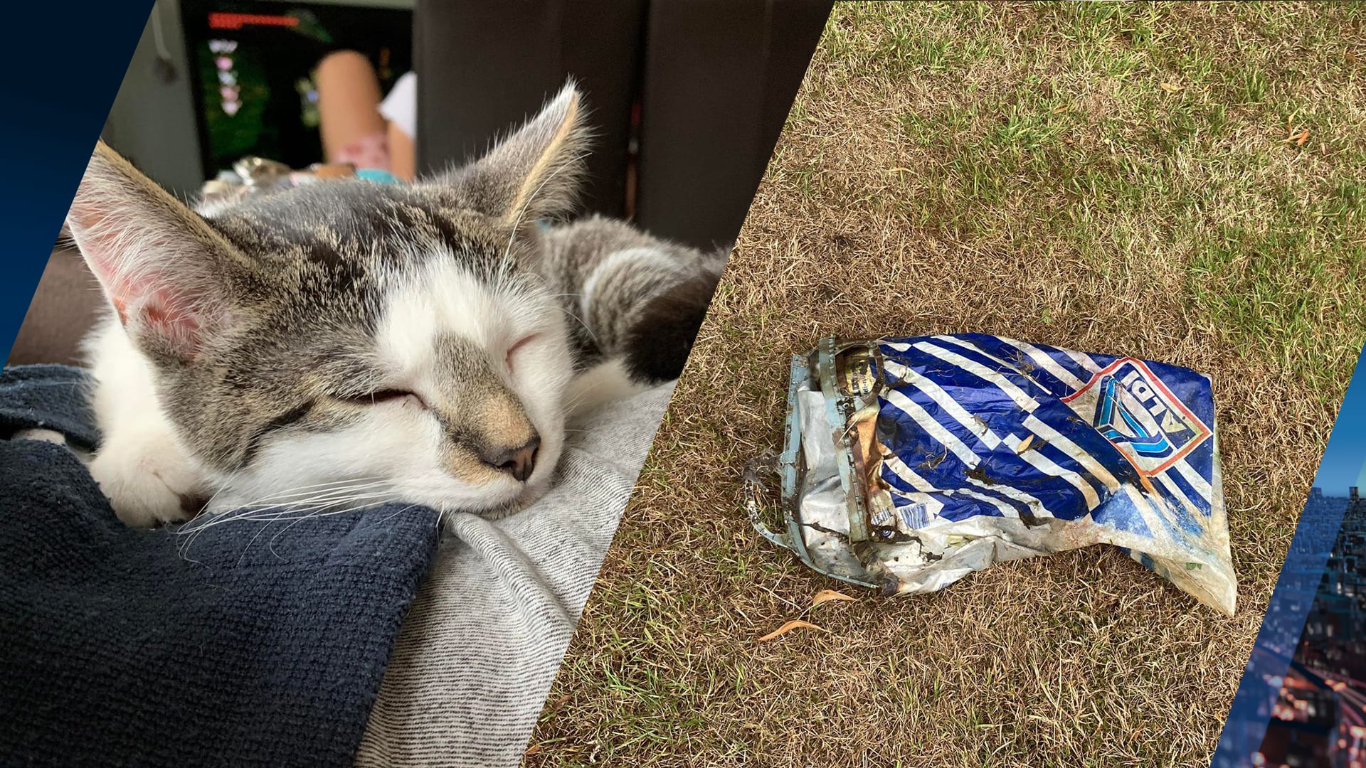 Vermiste kat Mickey gevonden in verzwaarde tas onder water