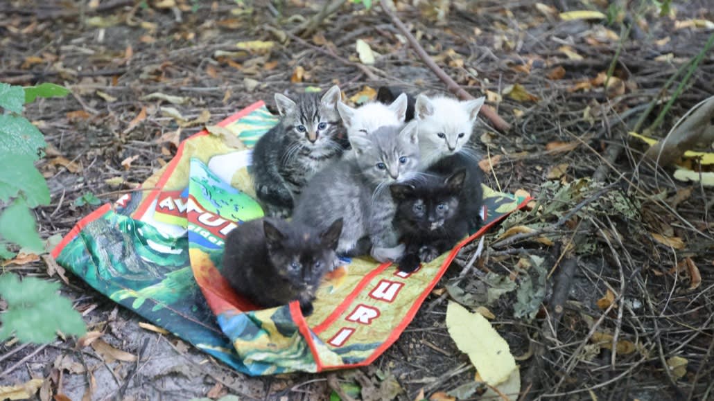 Zeven piepjonge kittens gedumpt in boodschappentas in Rijswijk