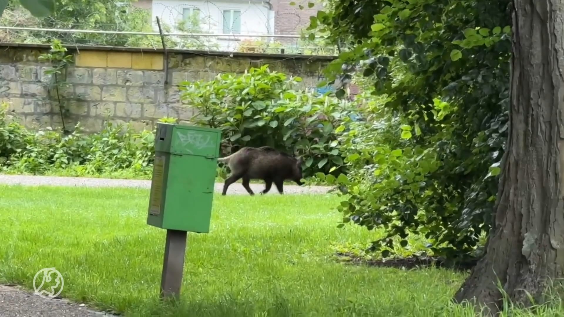 Agressief wild zwijn jaagt parkbezoekers Maastricht stuipen op het lijf