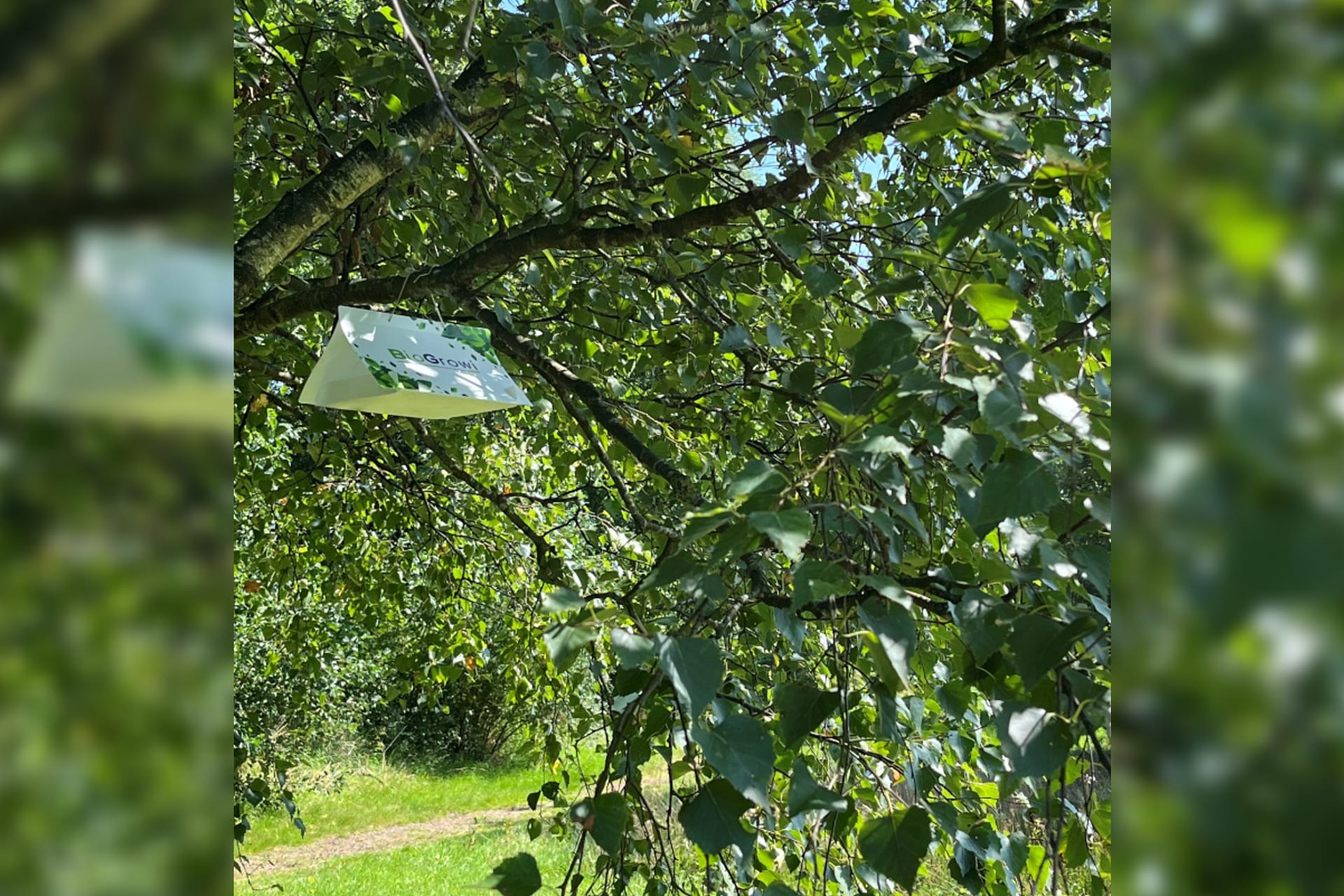 Onderzoekers roepen hulp in om gevaarlijke schimmel in Nederland op te sporen