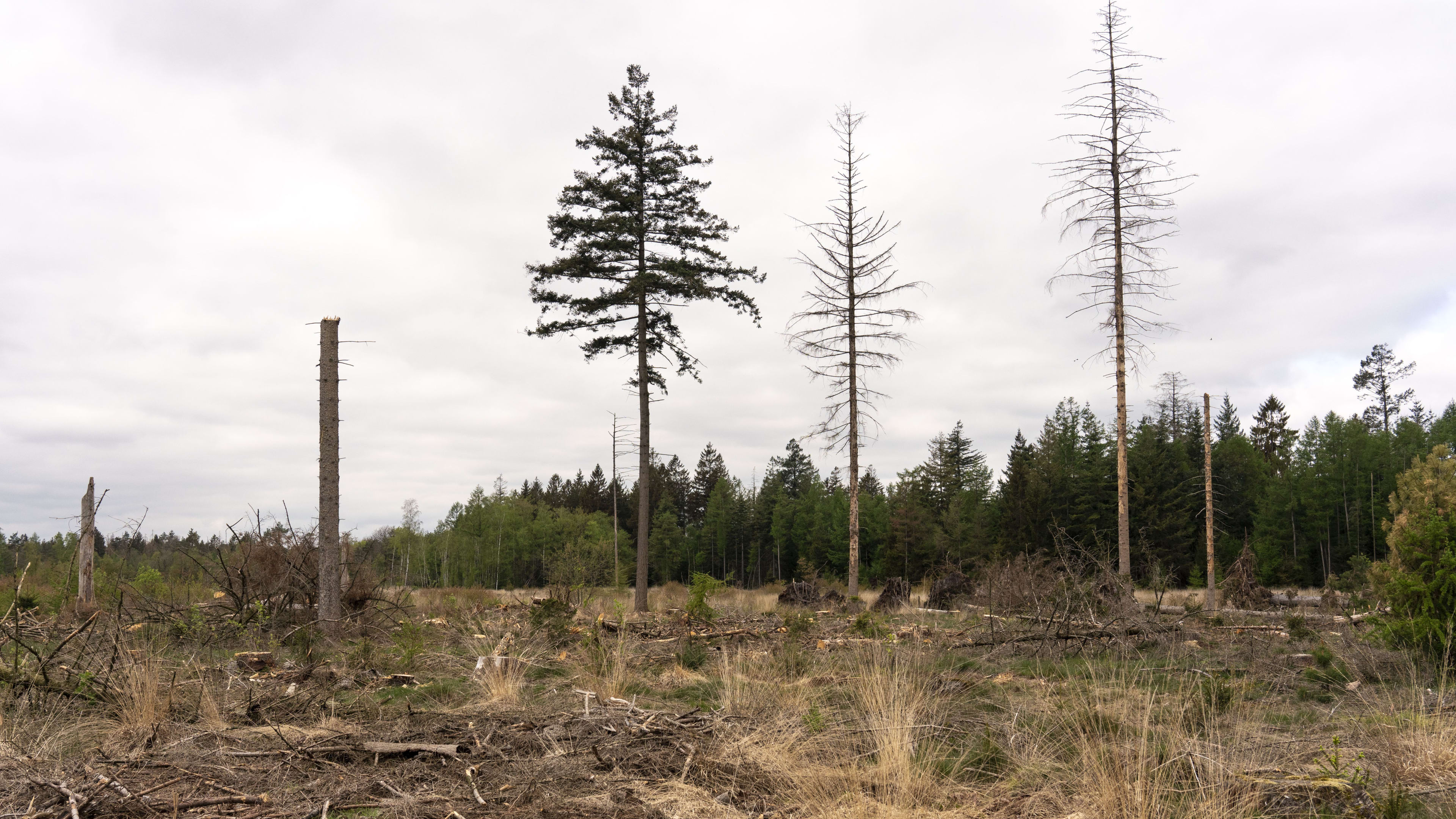 Na twee jaar van plannen voor meer bossen in Nederland is hoeveelheid bos afgenomen