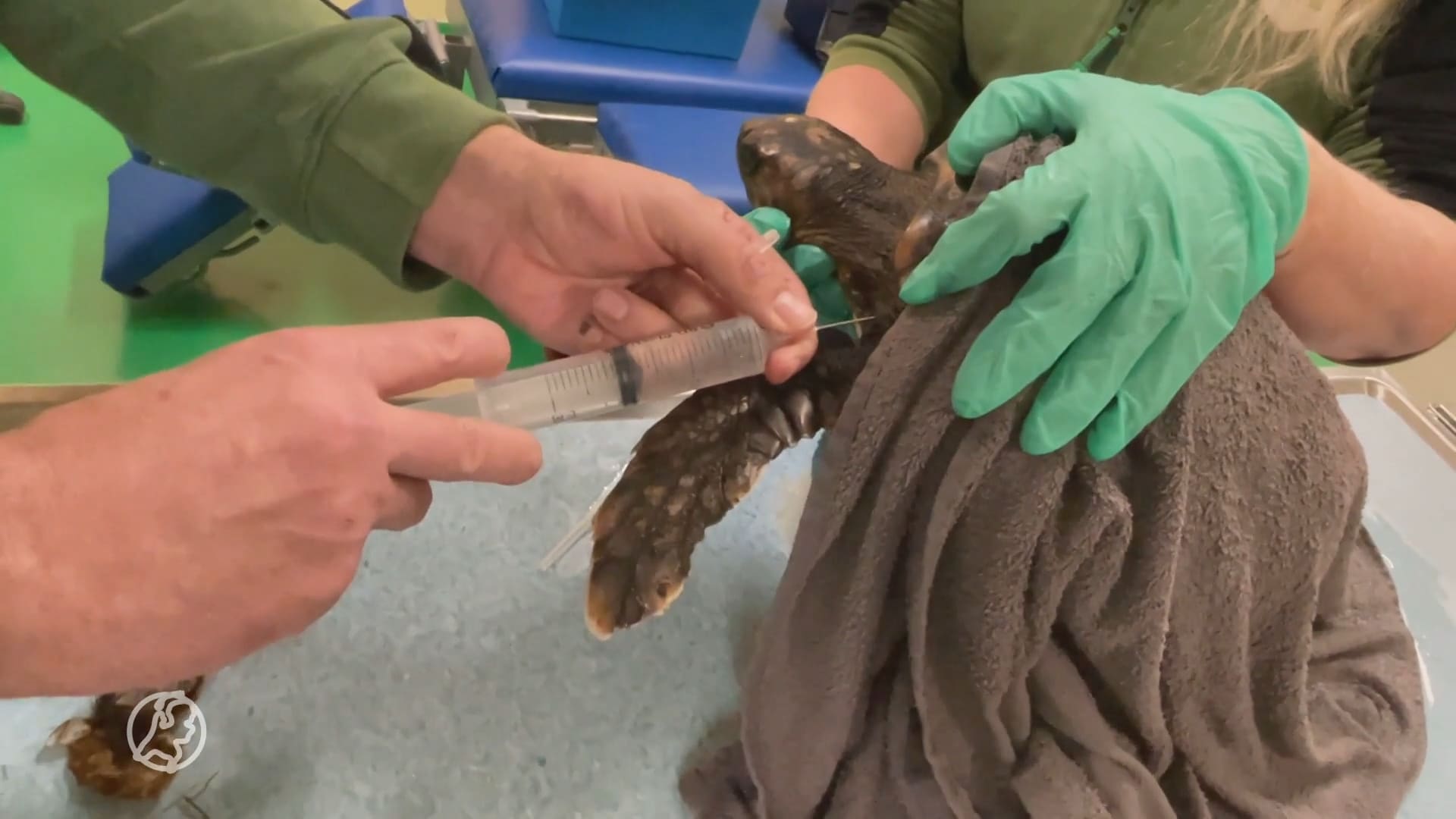 Aangespoelde schildpadden herstellen goed en zijn snel te zien in Blijdorp