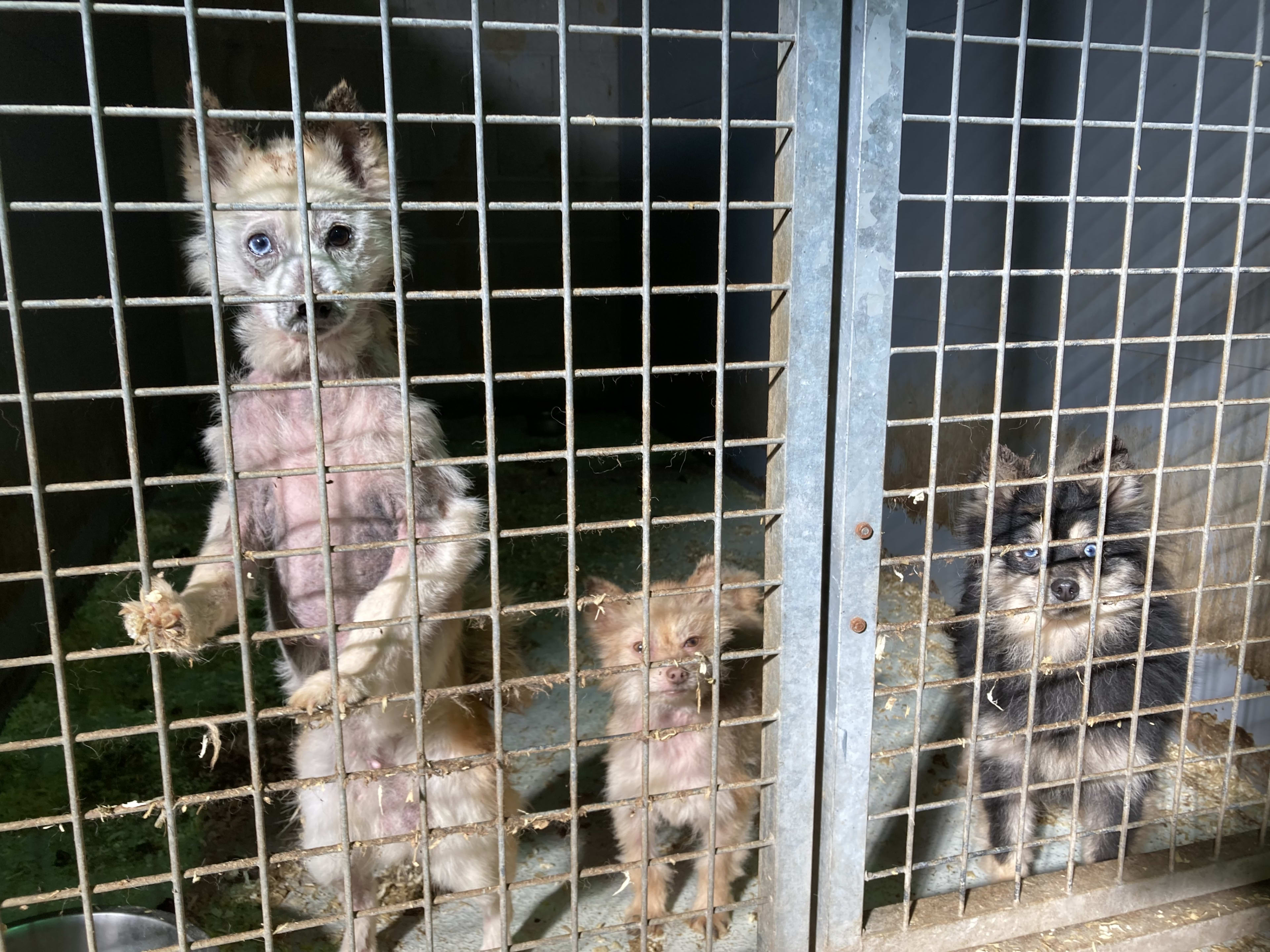 Zes ernstig vermagerde en zieke honden in bewaring genomen in Venray