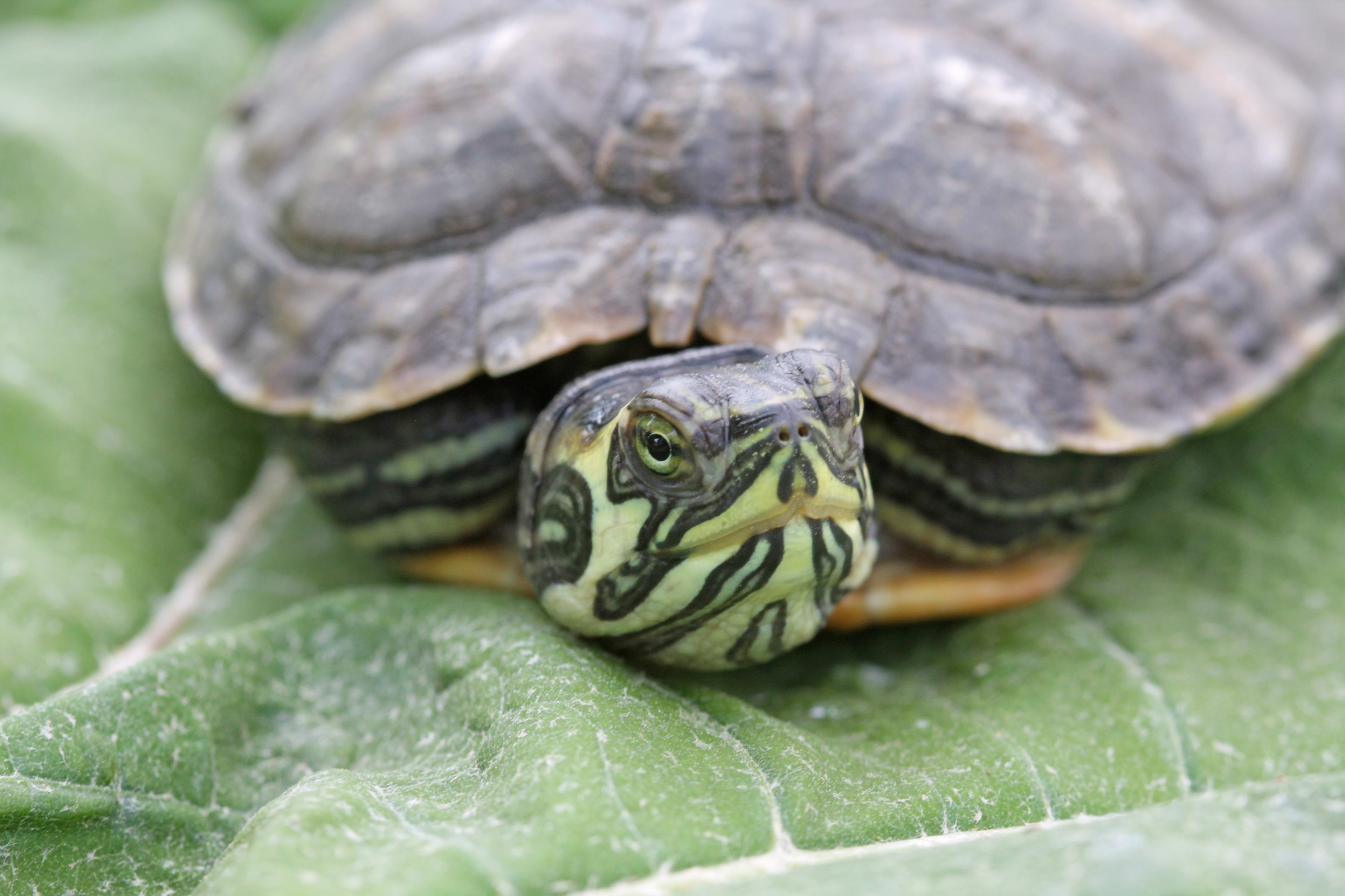 Schildpad levend begraven in Amsterdam, eigenaar aangehouden