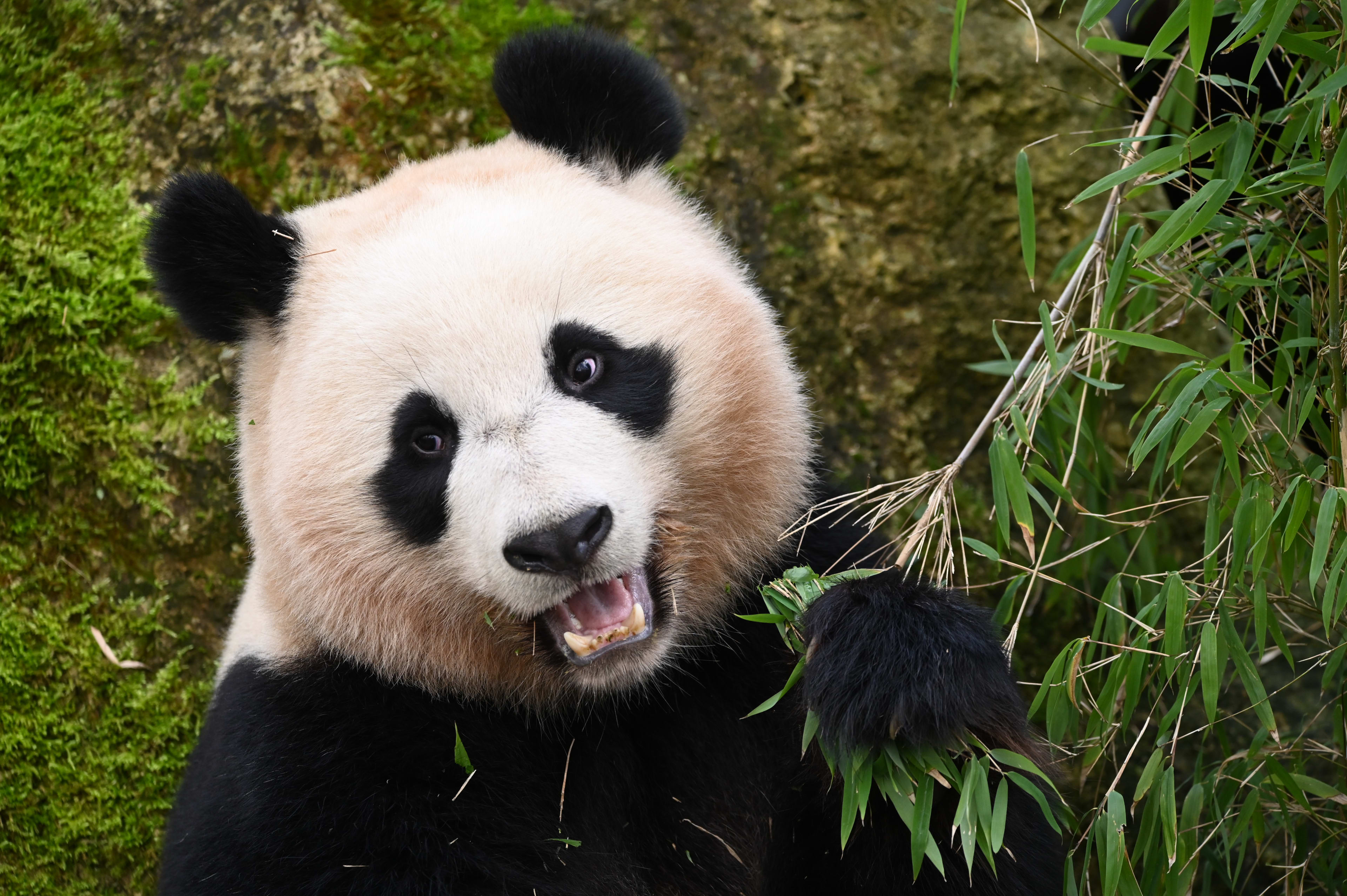 Reuzenpandajong Fan Xing vertrekt uit Ouwehands Dierenpark, nieuwe paring staat op agenda