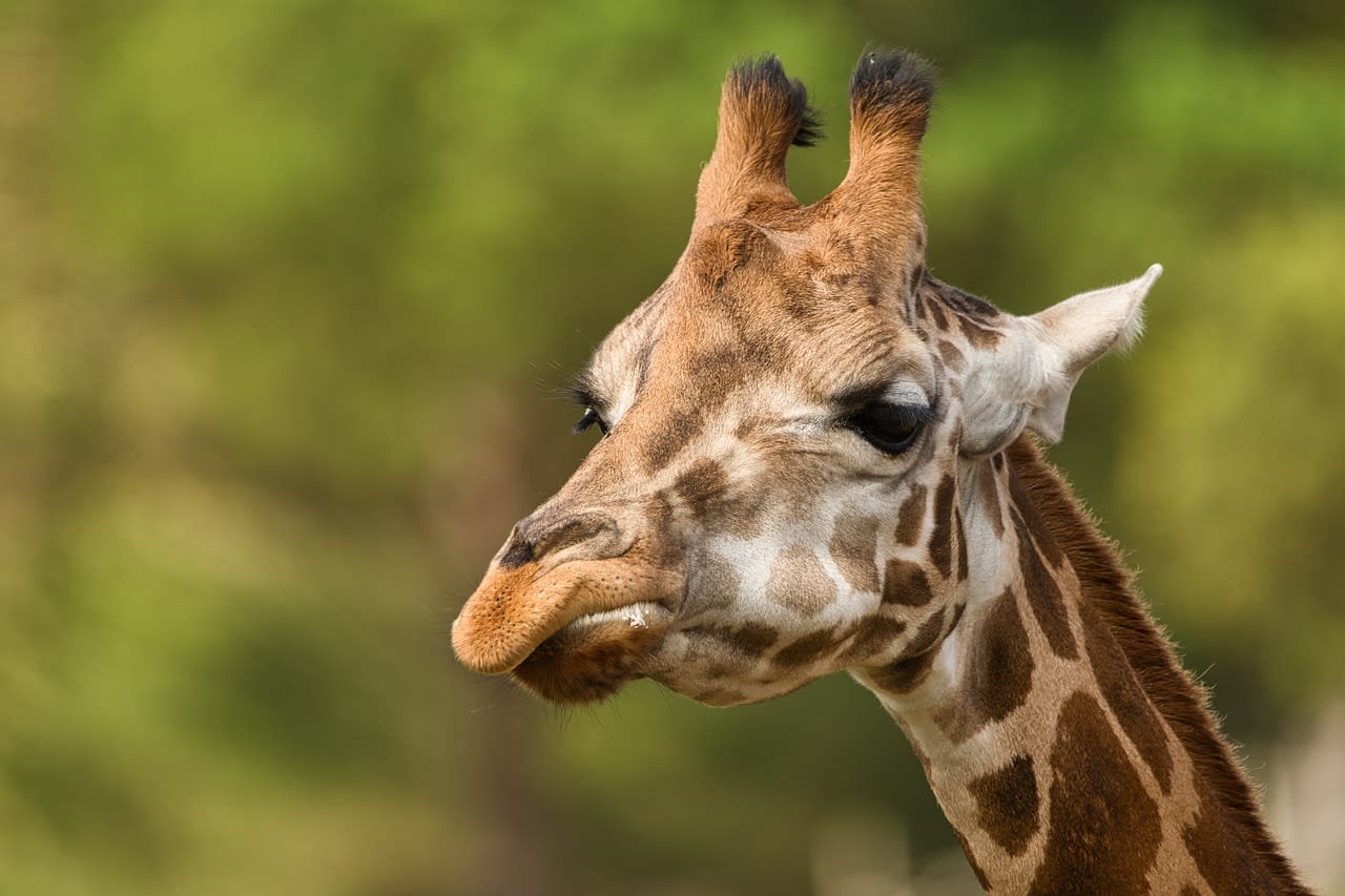 Giraffe raakt oververhit tijdens transport, krijgt begeleiding over vluchtstrook
