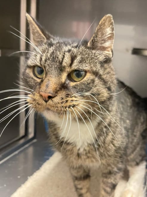 Baasje dumpt oude kat en wil hem later laten inslapen om klein ongelukje